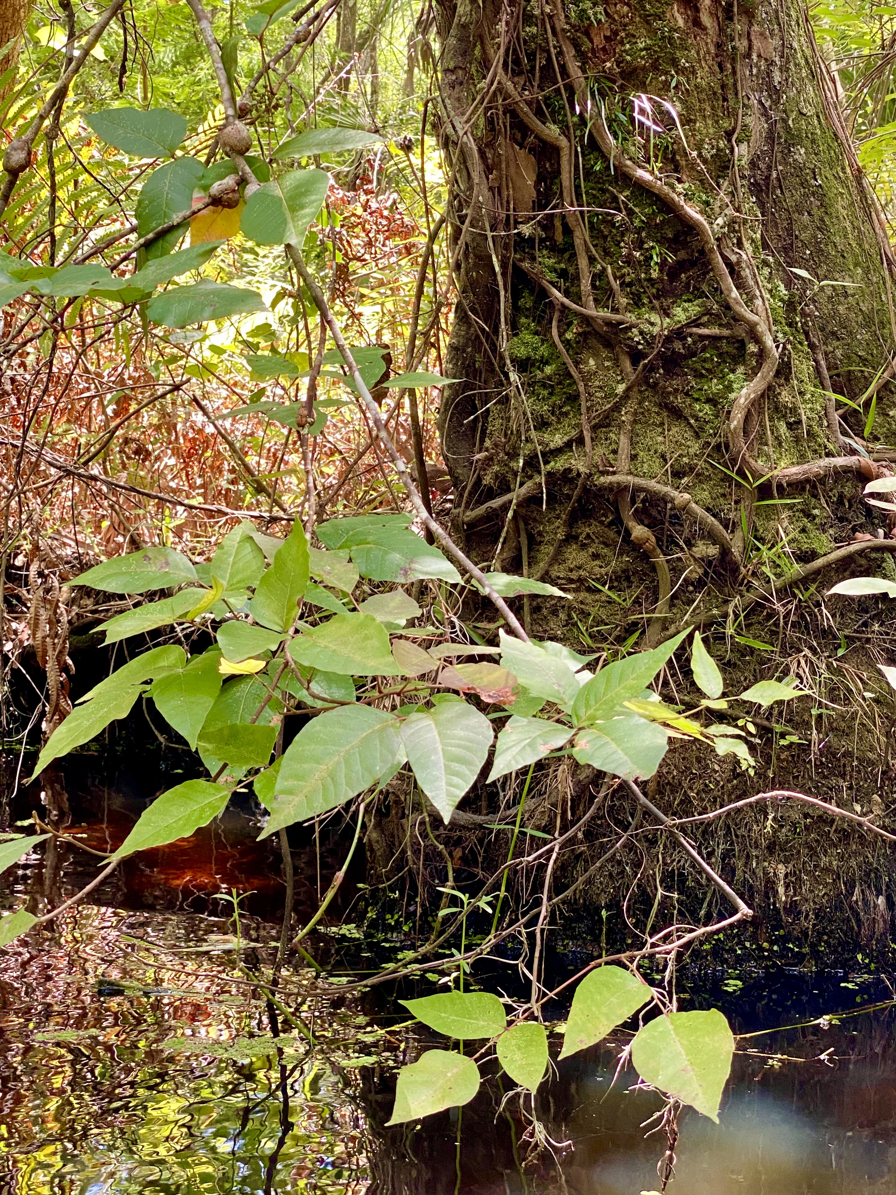 Dense vines and creekside vegetation crowding the narrow waterway.