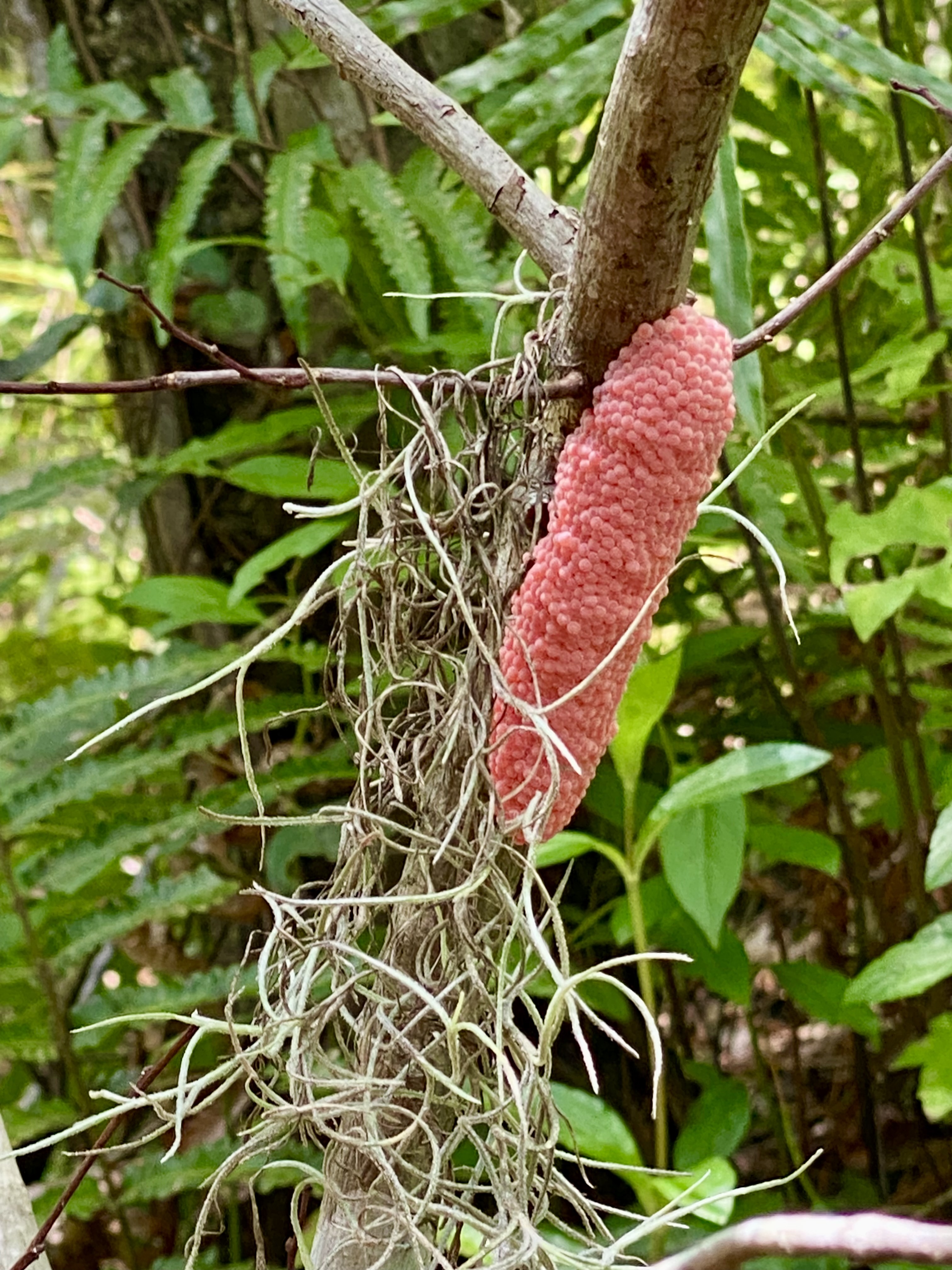 A vivid pink egg cluster standing out against Spanish moss and the shaded creek forest.