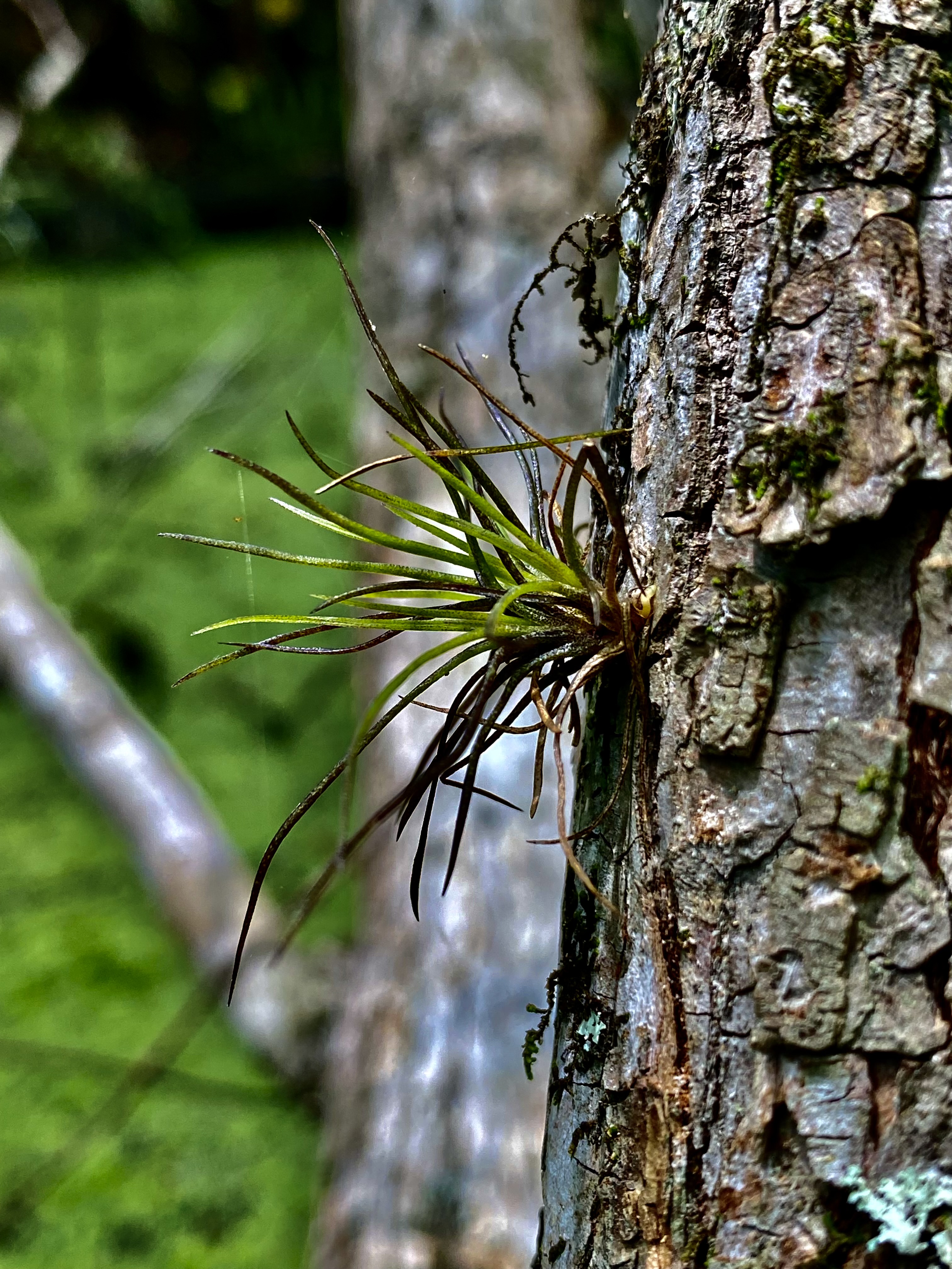 A small air plant growing directly from a tree trunk beside the creek.