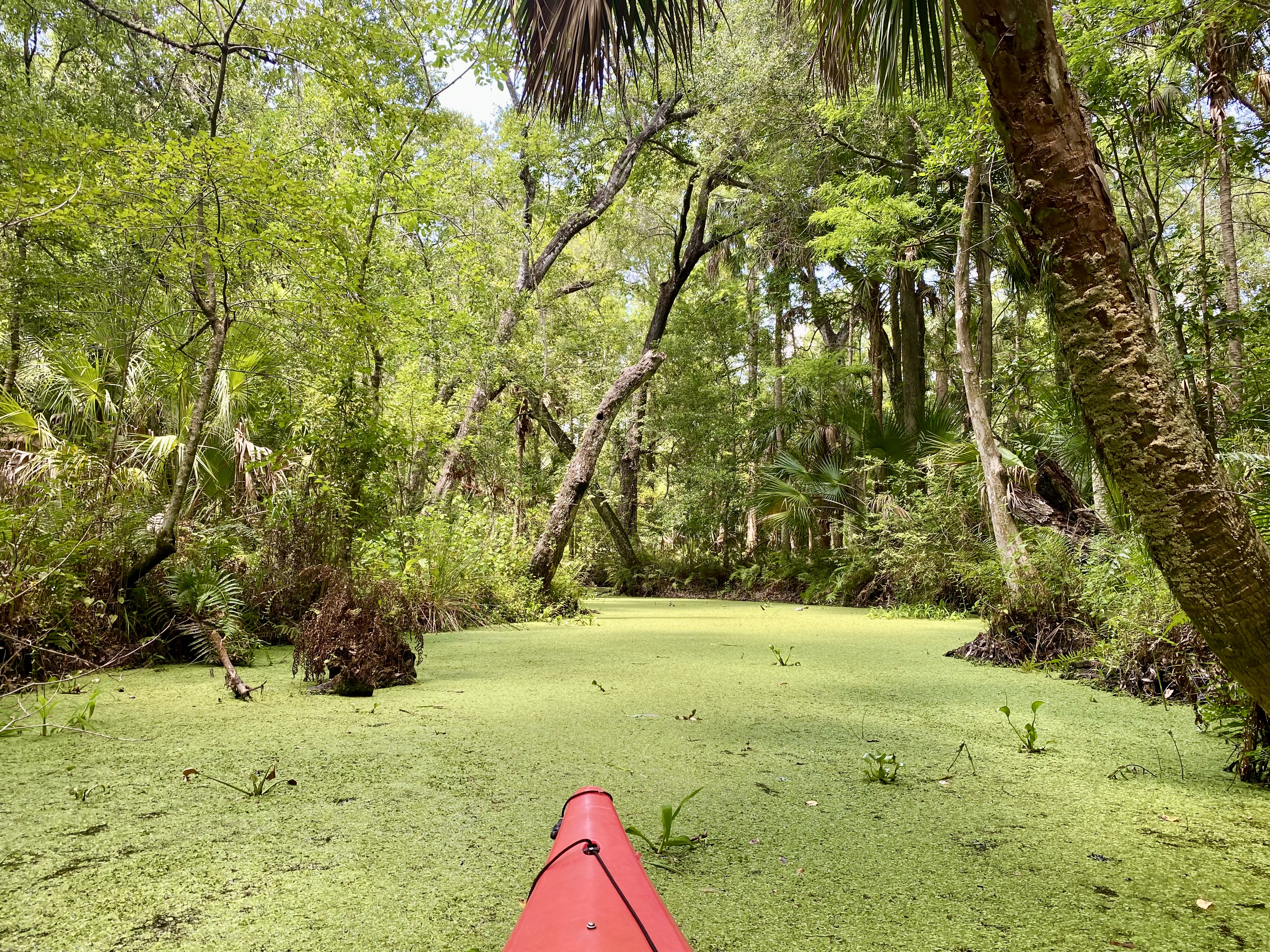 The red kayak bow pointing into a narrow, duckweed-covered section of Brooker Creek.