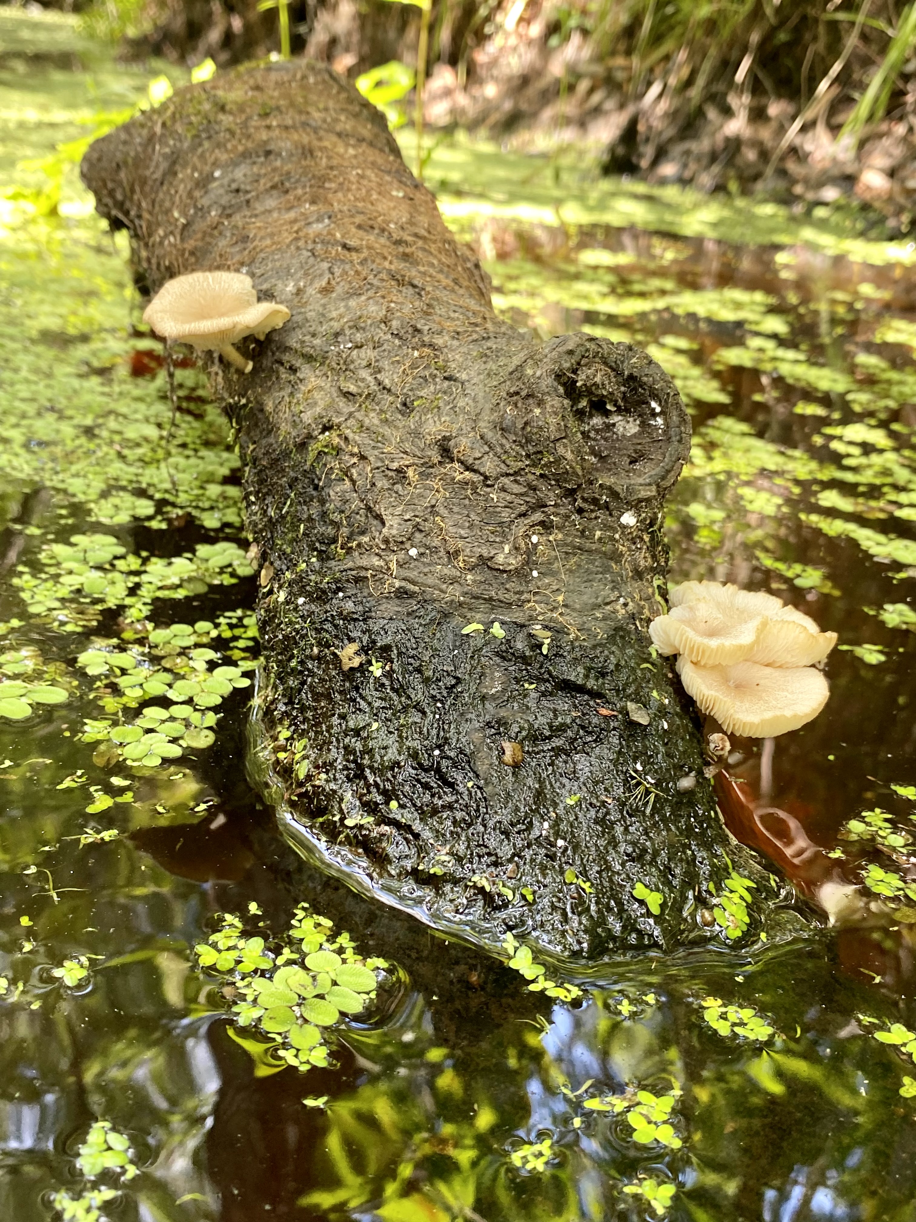 Small shelf mushrooms growing from a wet fallen log at creek level.