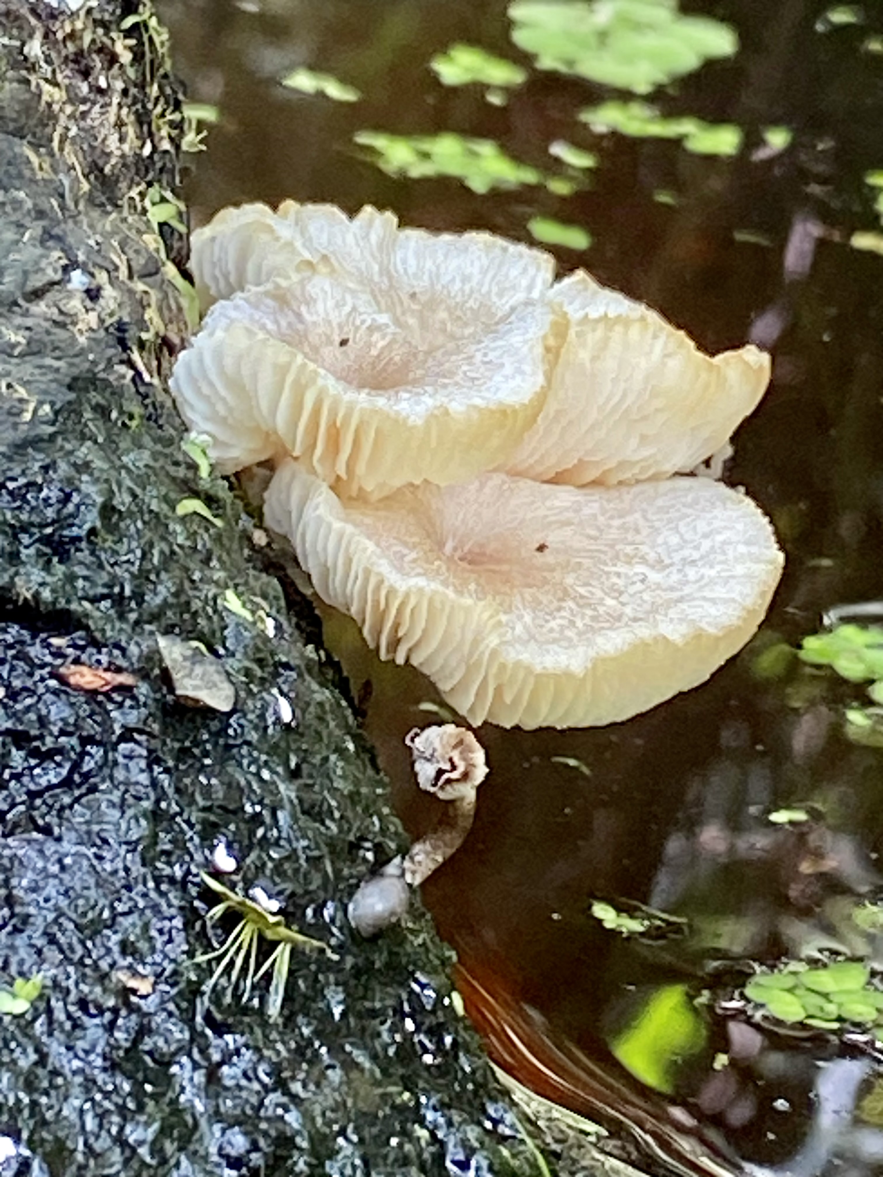 A closer look at pale mushrooms thriving on decaying wood in the damp creek environment.