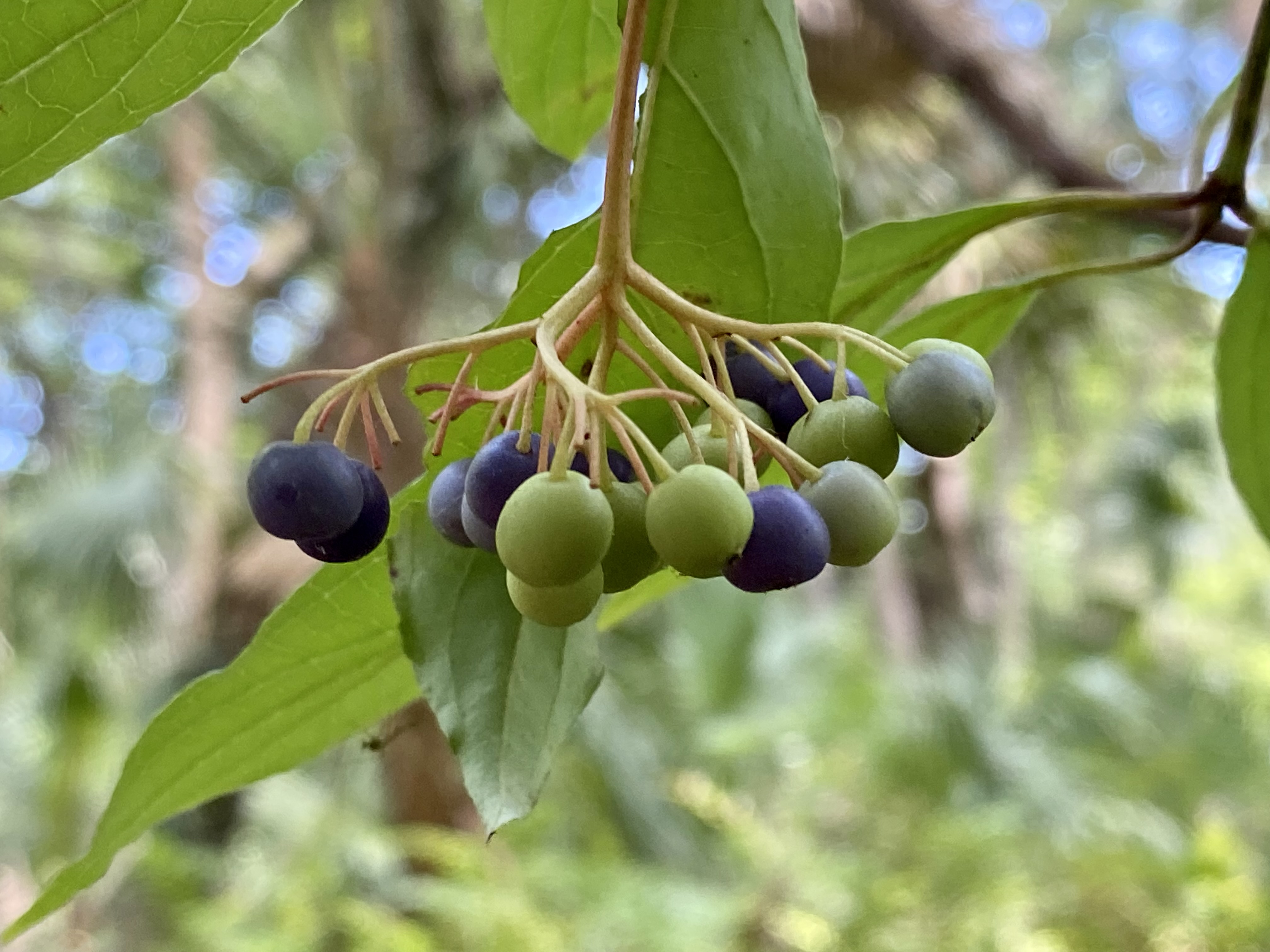 Clusters of ripening berries hanging over the shaded creek.