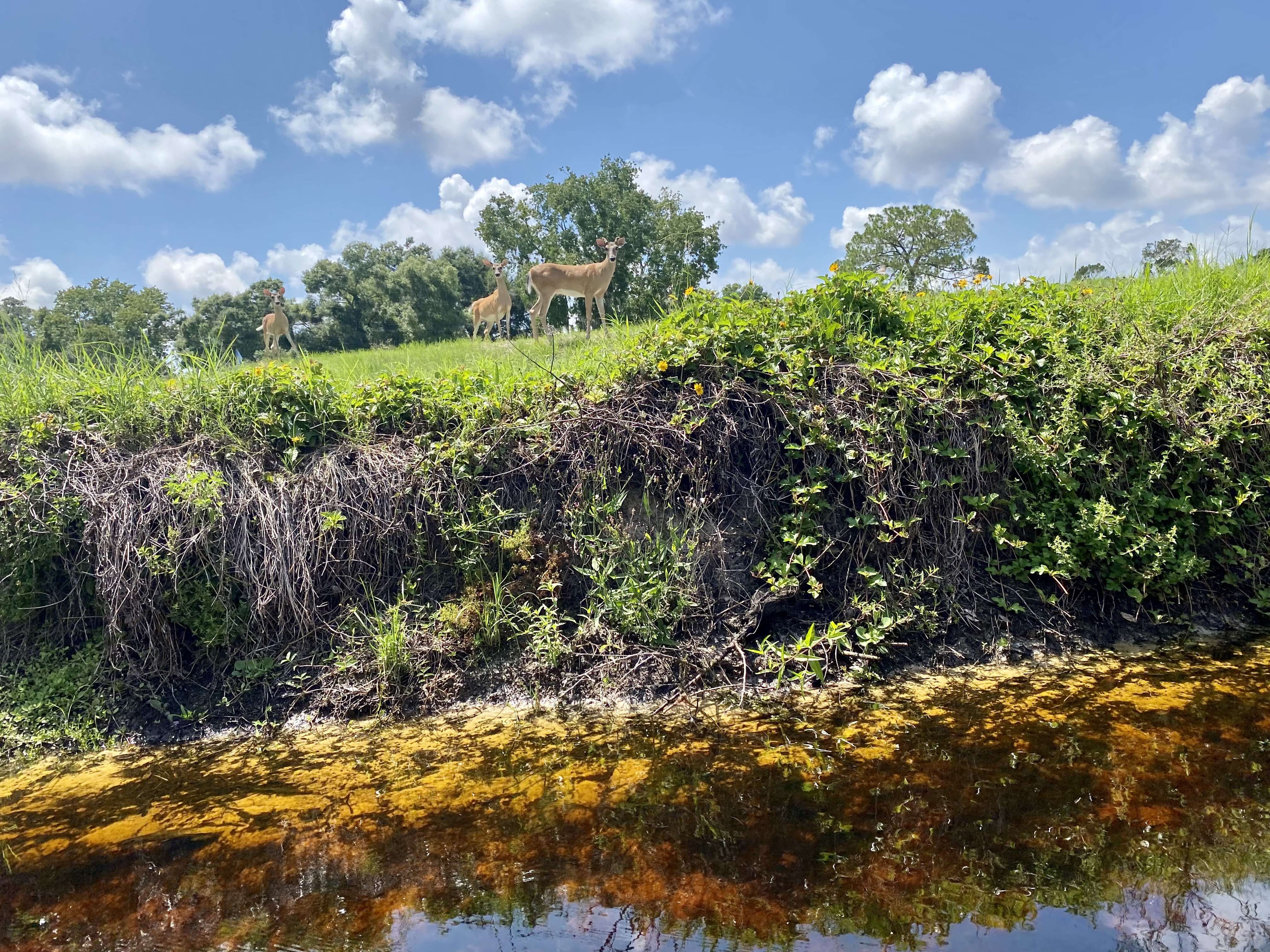 A sunlit bank where thick vines and summer vegetation spill down toward the water.