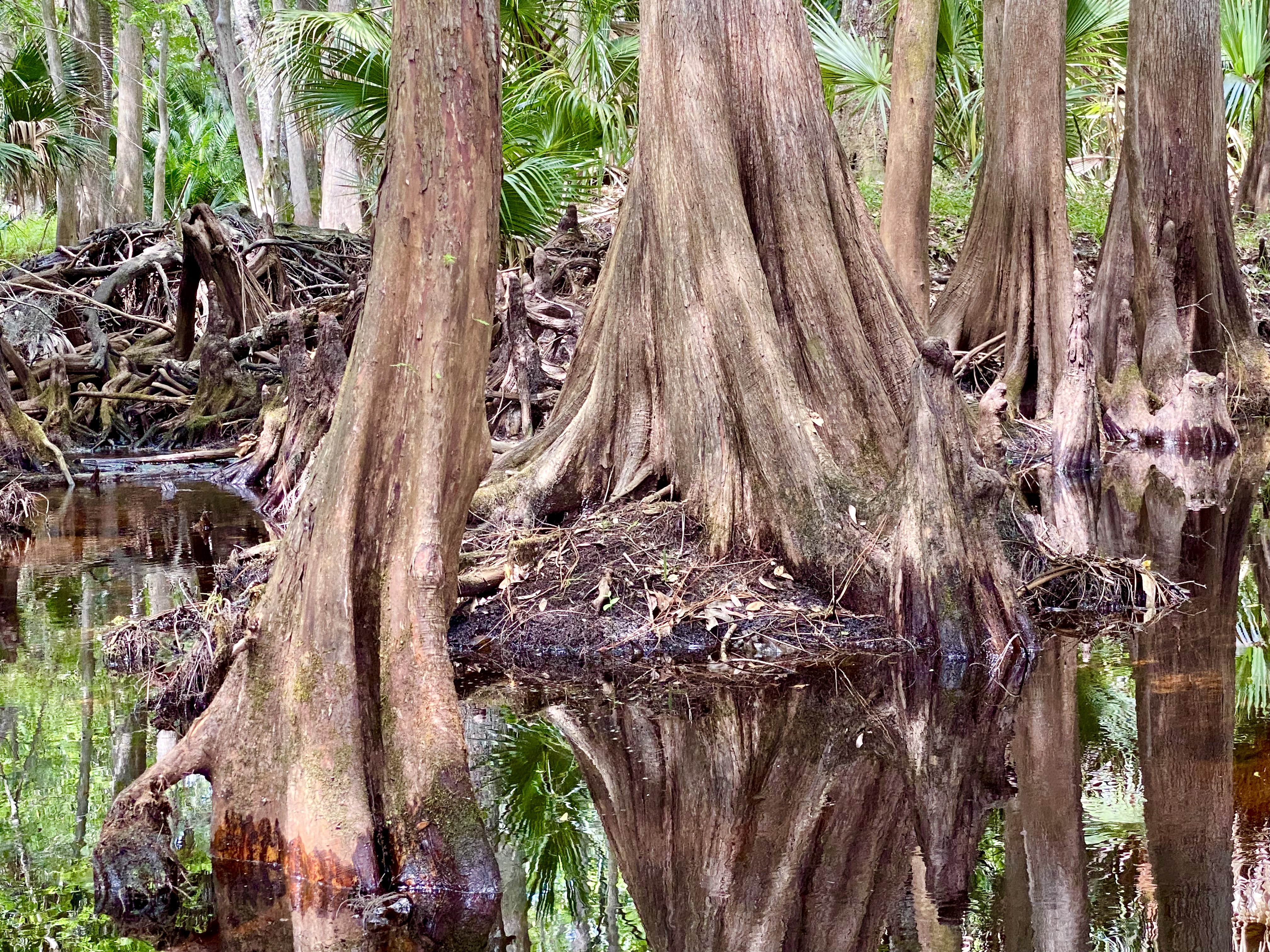 Cypress roots and trunks meeting the dark, still water along the creek bank.