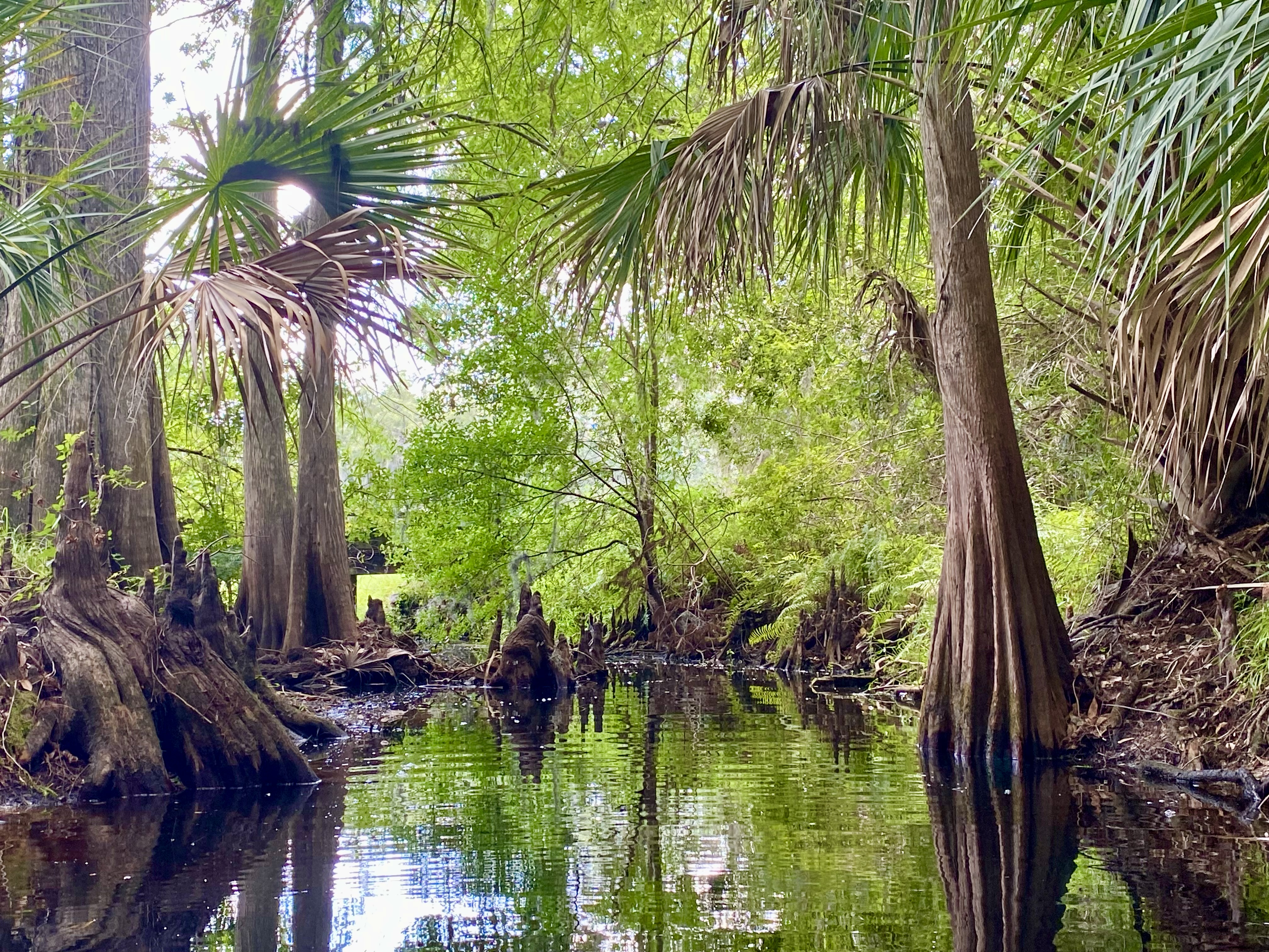 One of the prettiest sections of the trip: a narrow green corridor beneath cypress, palms and hardwoods.