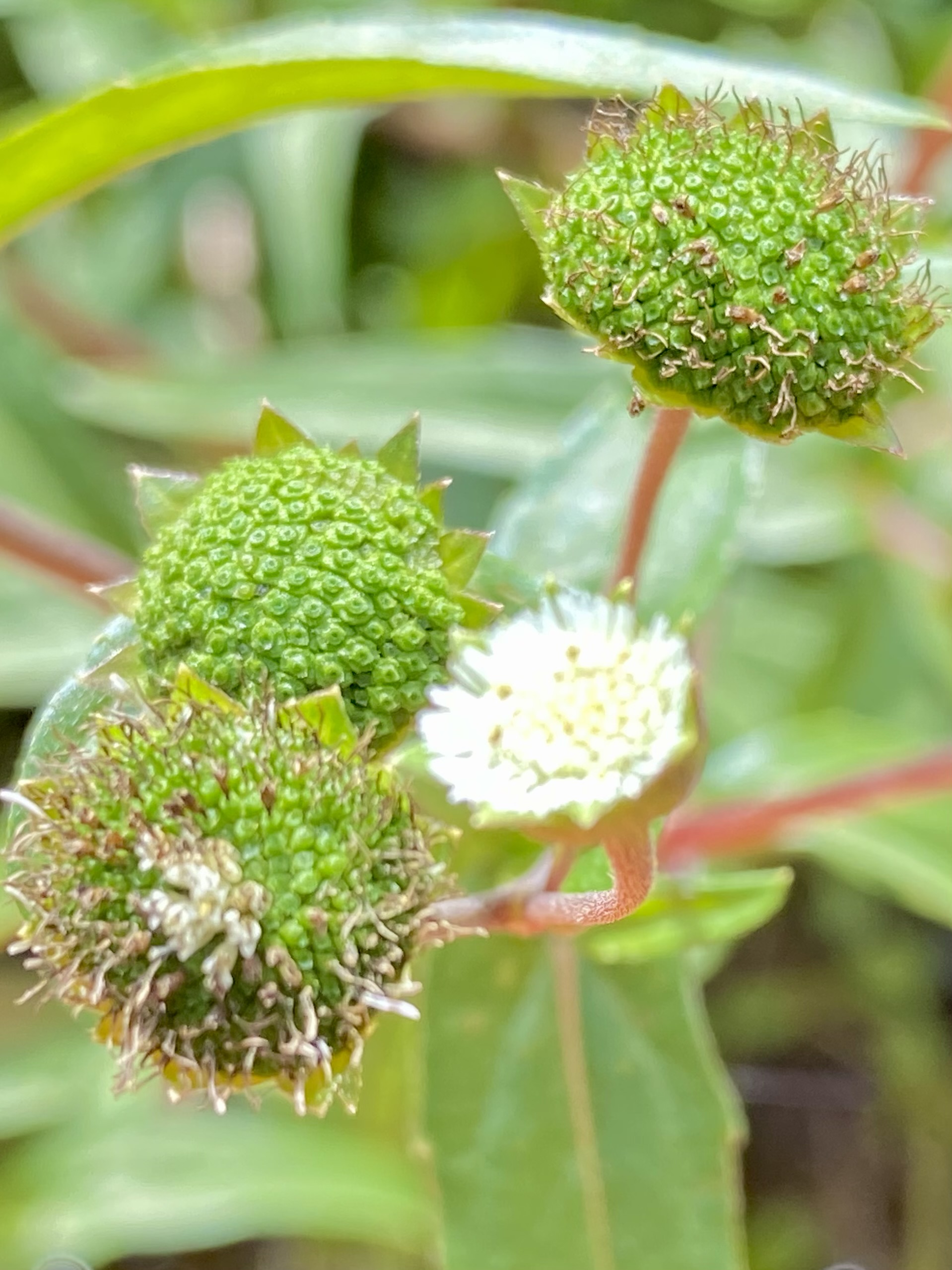 A round white buttonbush bloom along the water — another bit of summer color on the creek.
