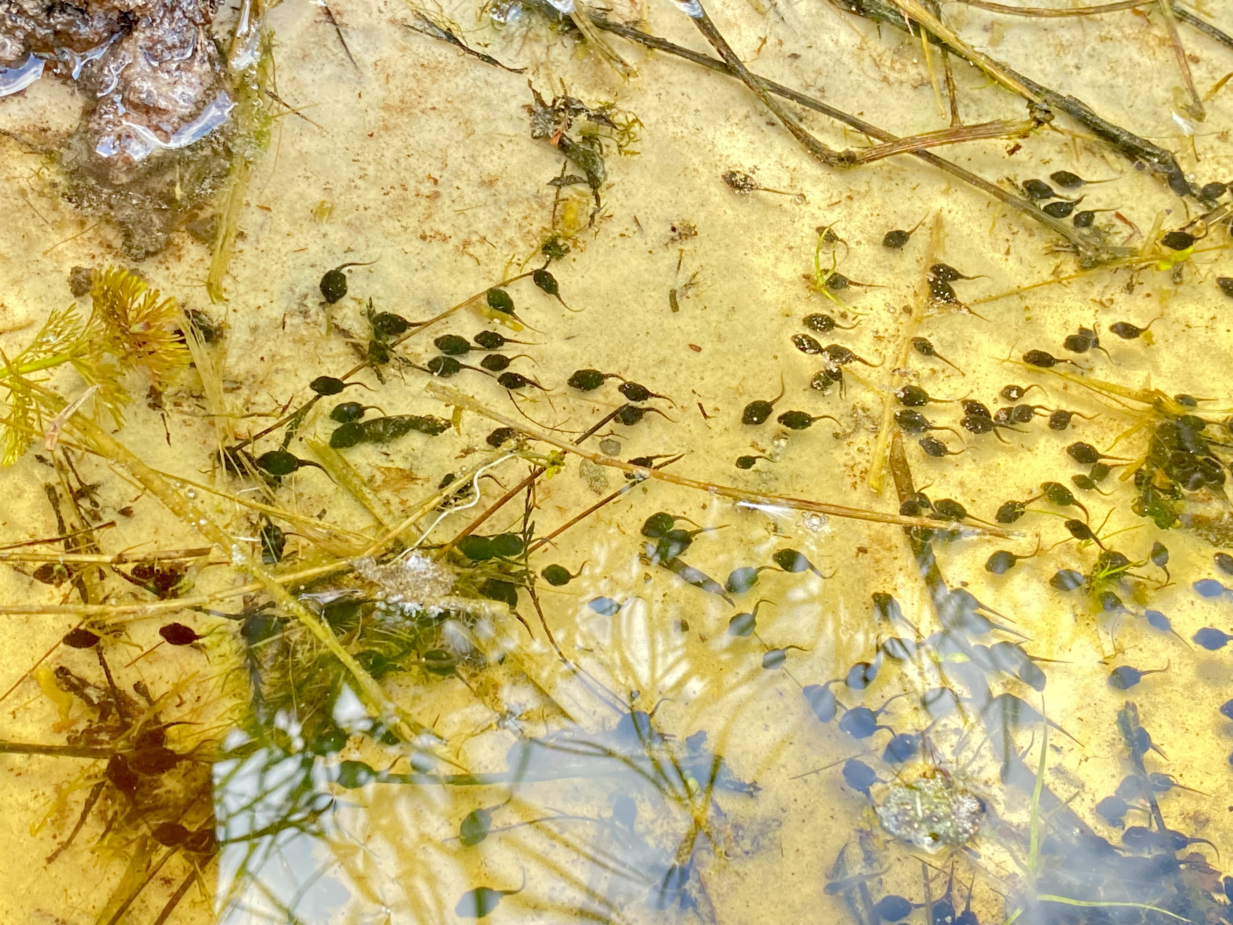 Tiny tadpoles visible in a shallow, sunlit pocket of water along the creek.