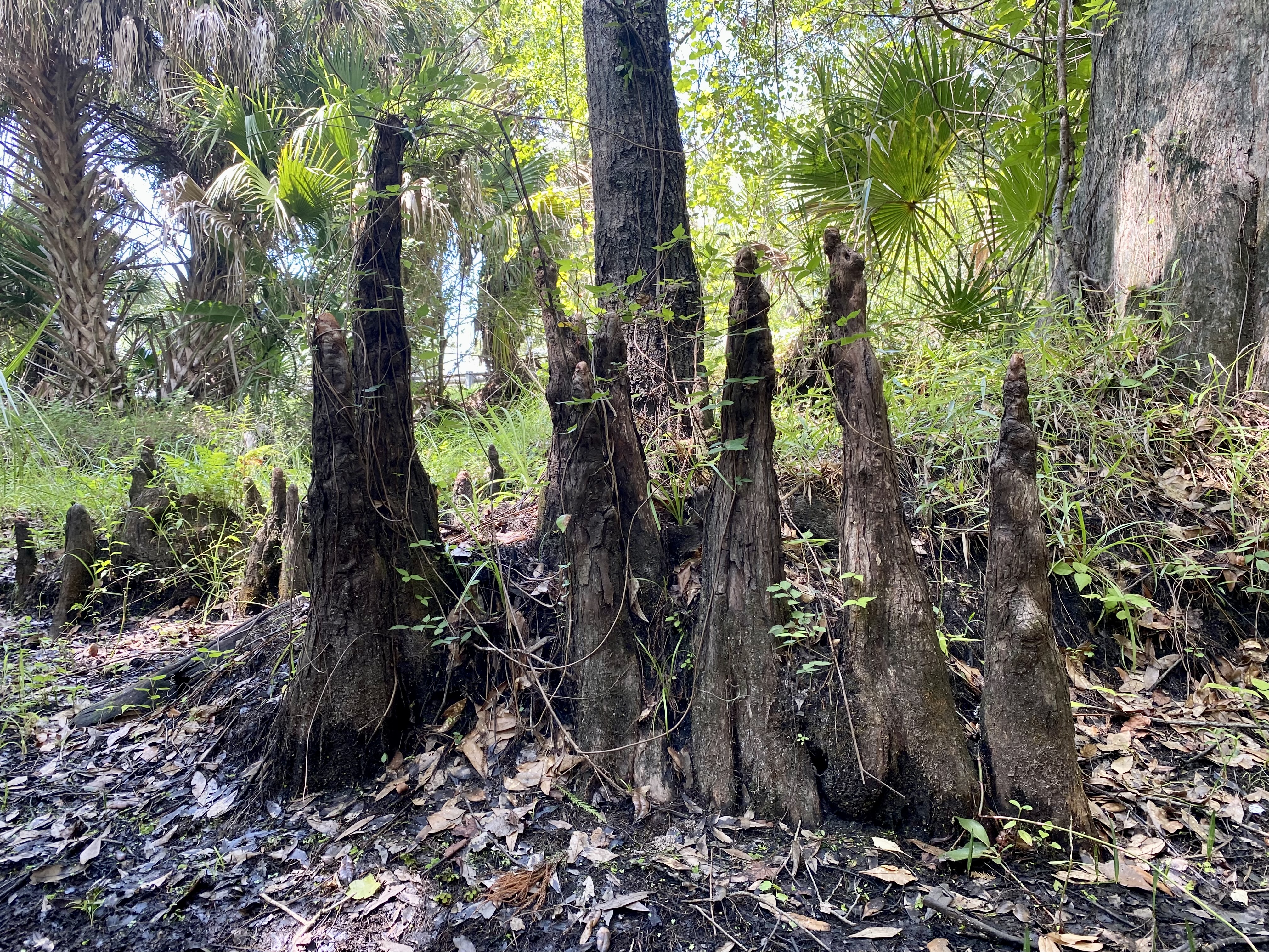 A cluster of cypress trunks and knees rising from the saturated floodplain beside the channel.