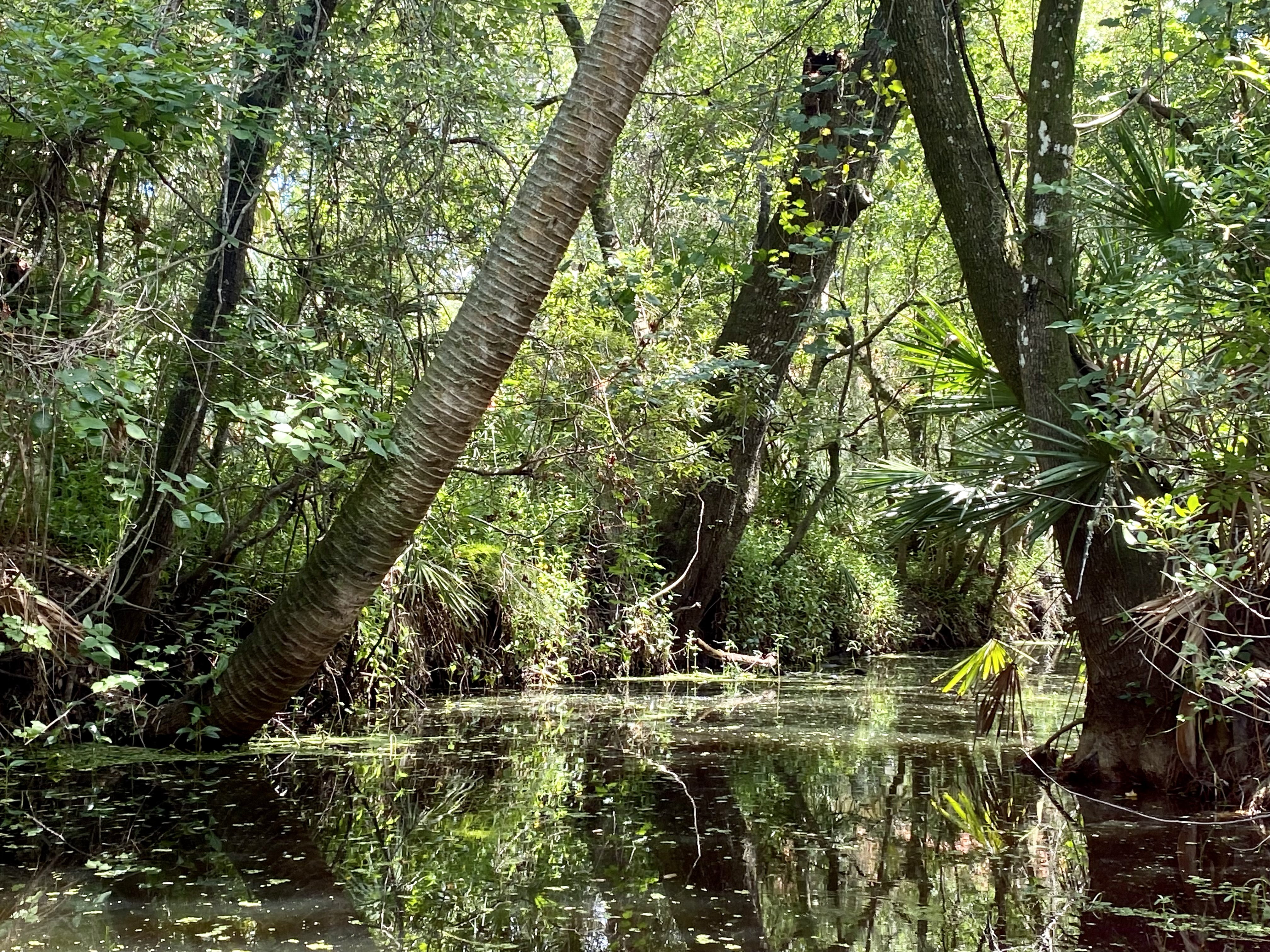 Deep shade and still water give Brooker Creek a surprisingly remote feel.