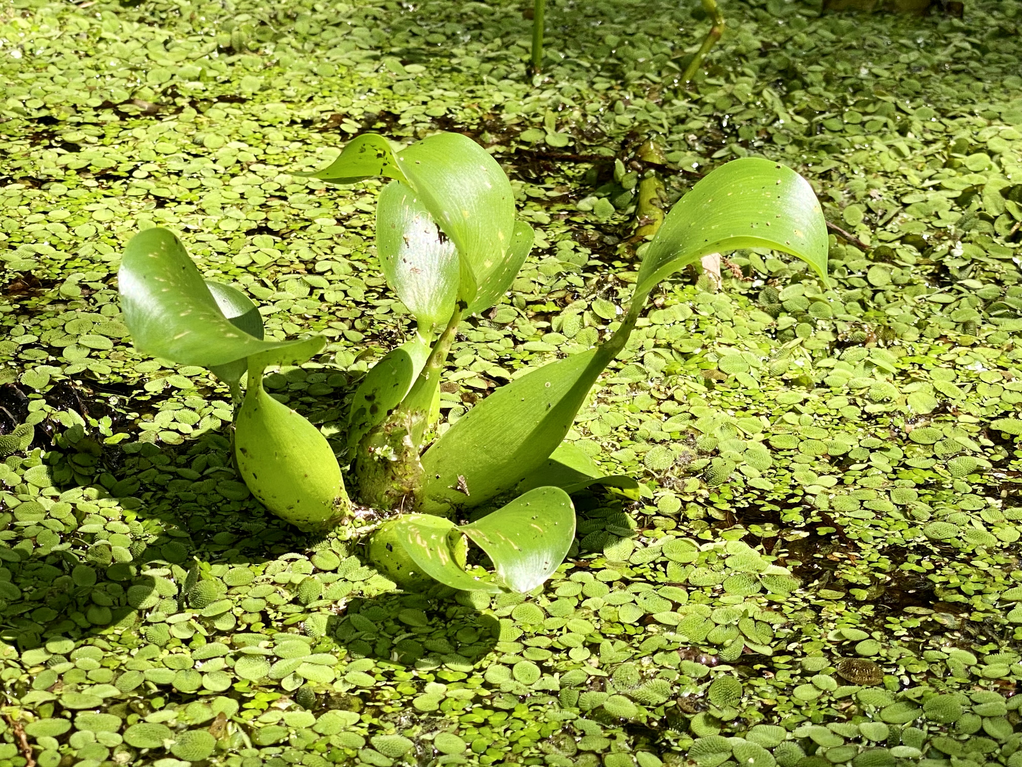 A water hyacinth rosette surrounded by a carpet of tiny floating plants.