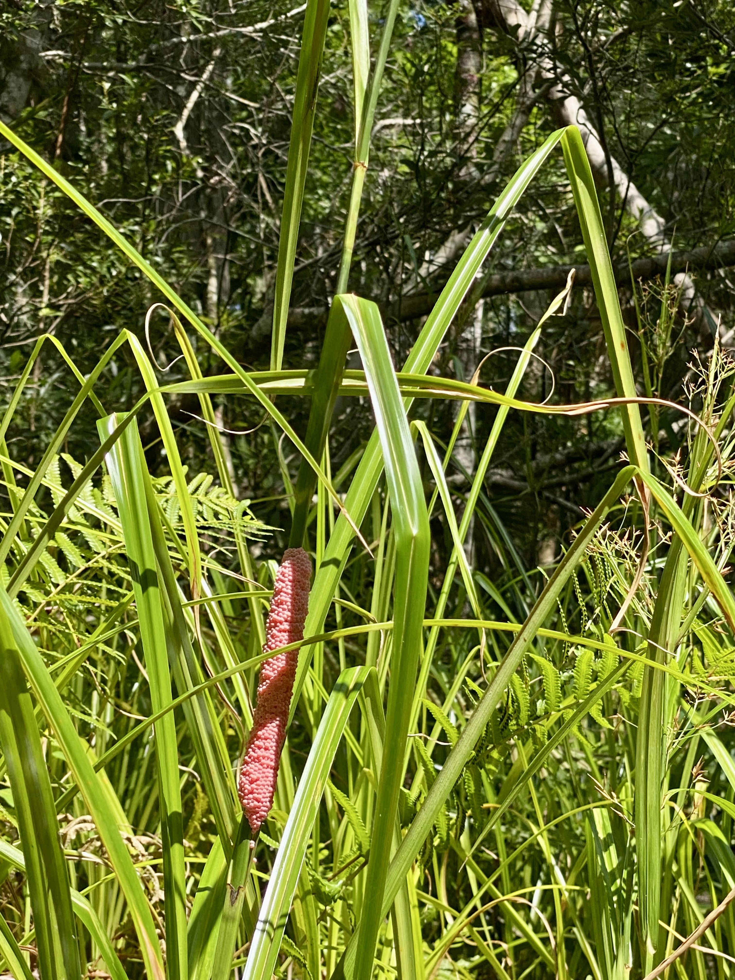 Another bright pink snail egg cluster tucked among the tall marsh grasses.
