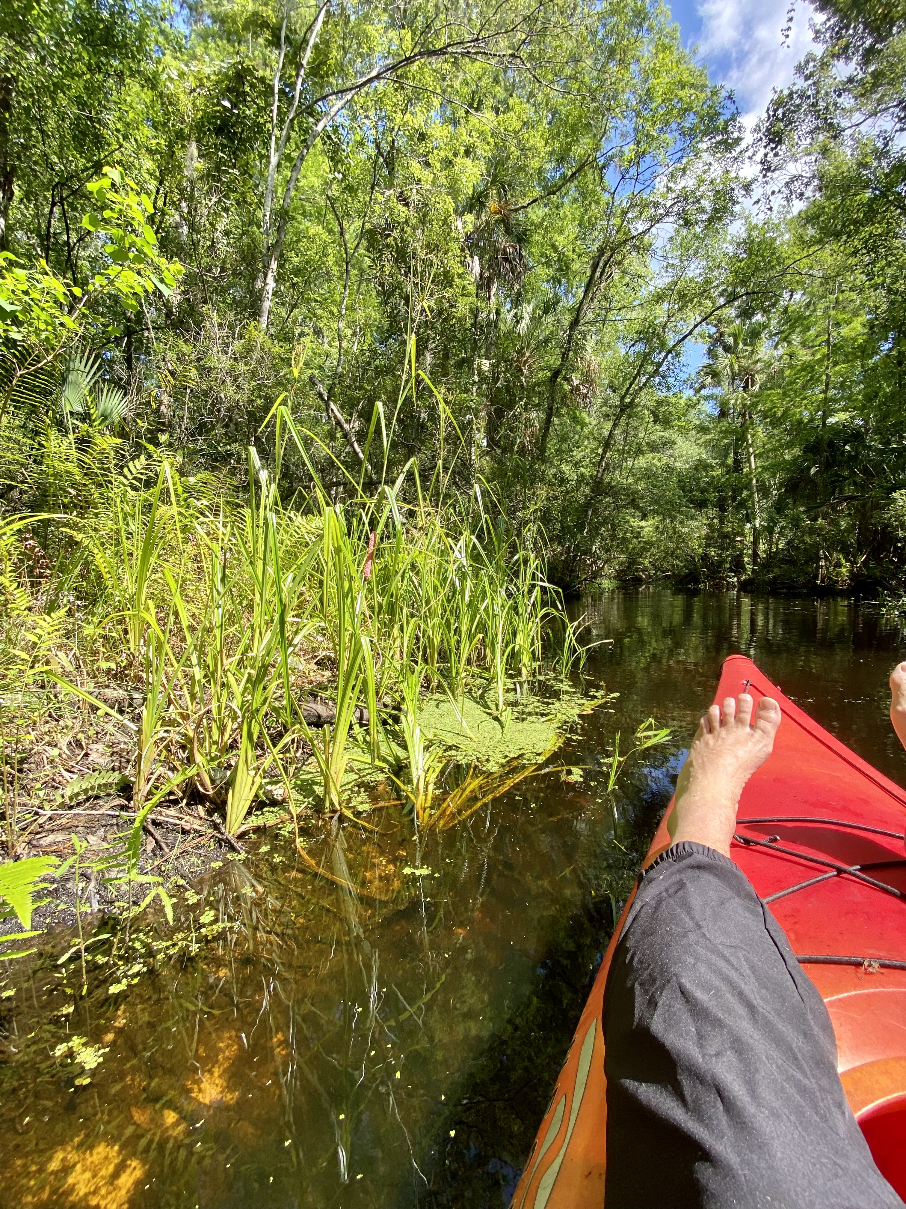 Sliding the kayak through a narrow, tea-colored stretch of creek bordered by tall vegetation.