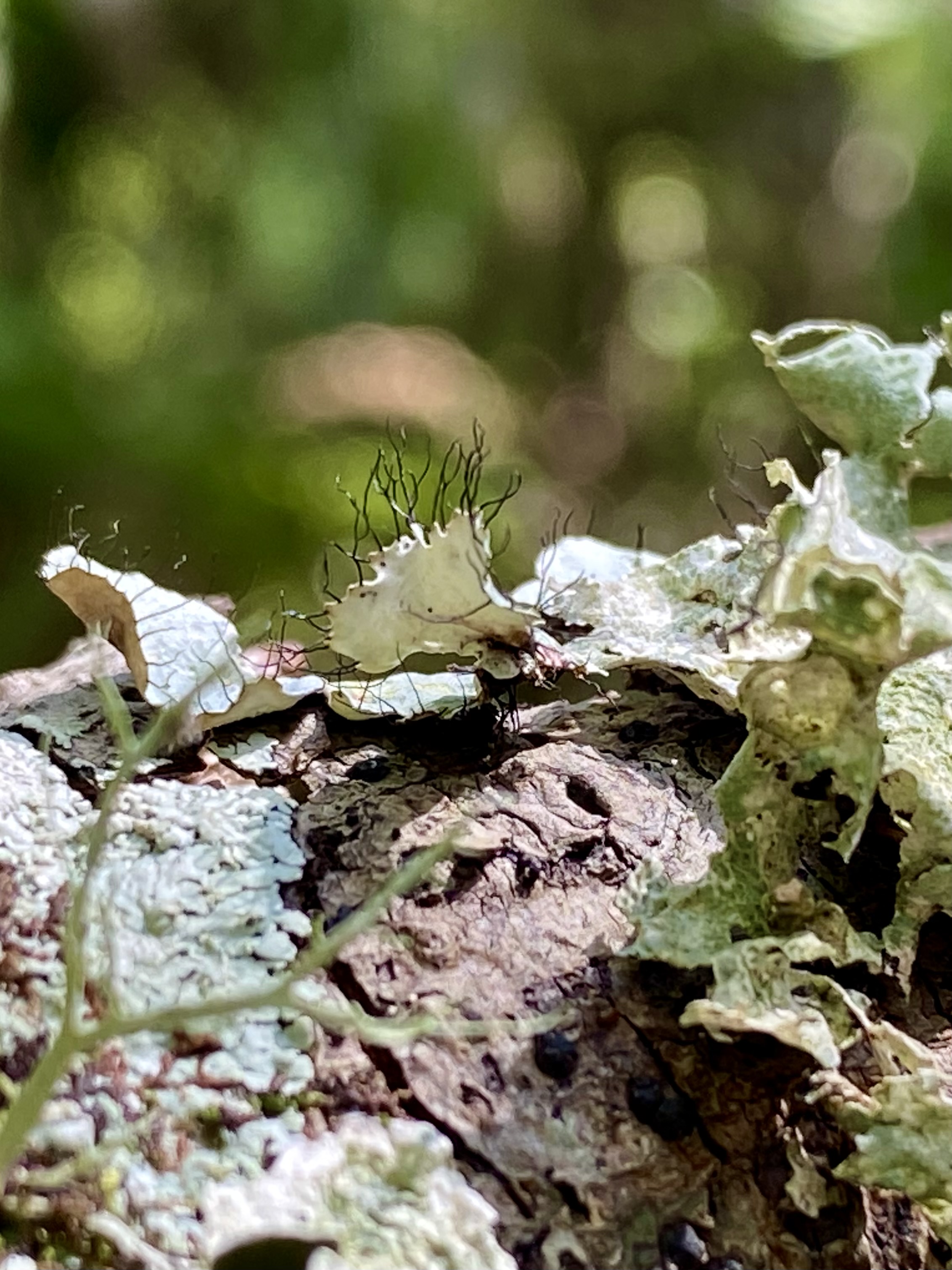 Lichen covering the bark of a creekside tree in the humid forest.