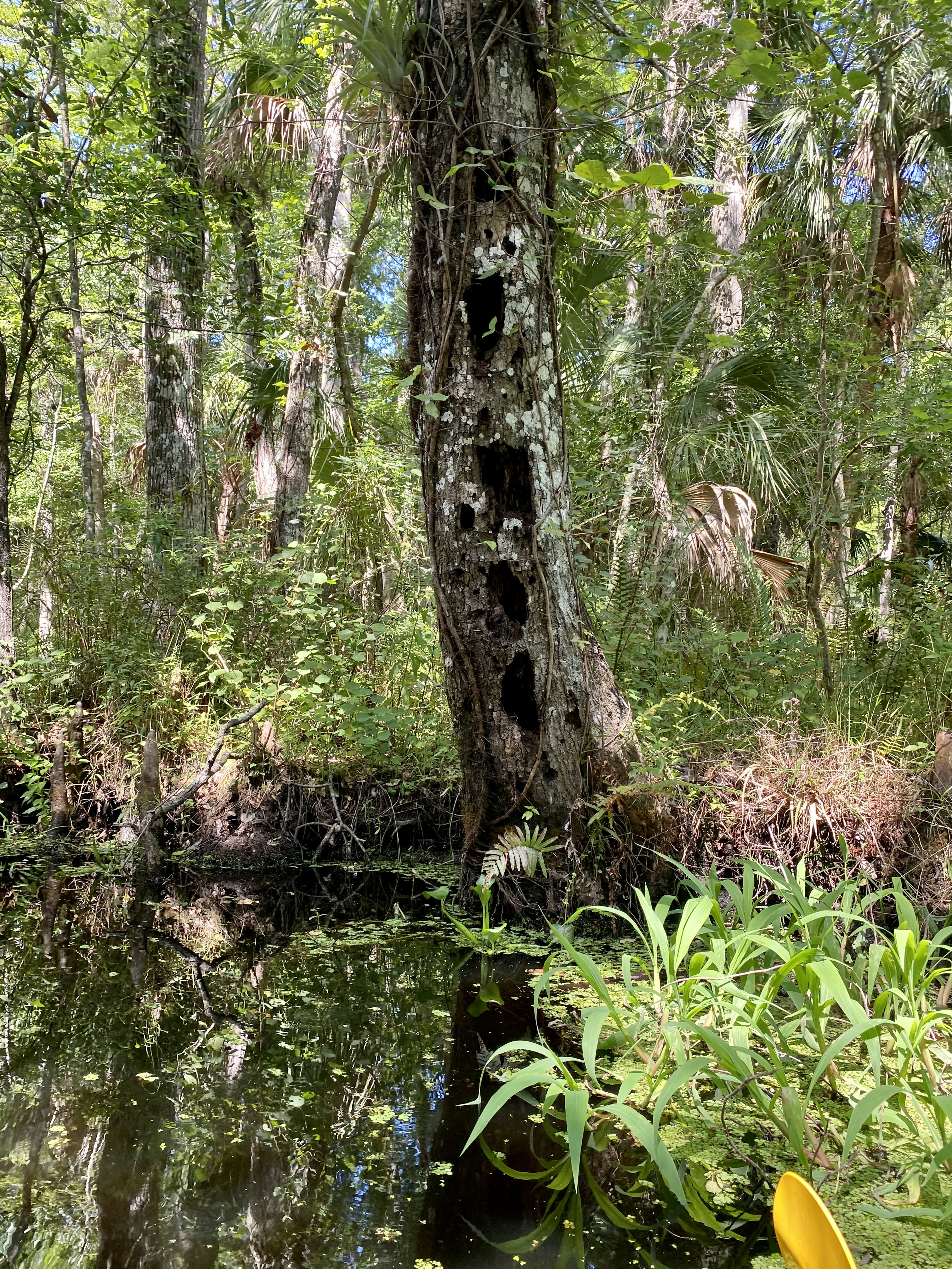 An old trunk with natural cavities standing beside the quiet water.