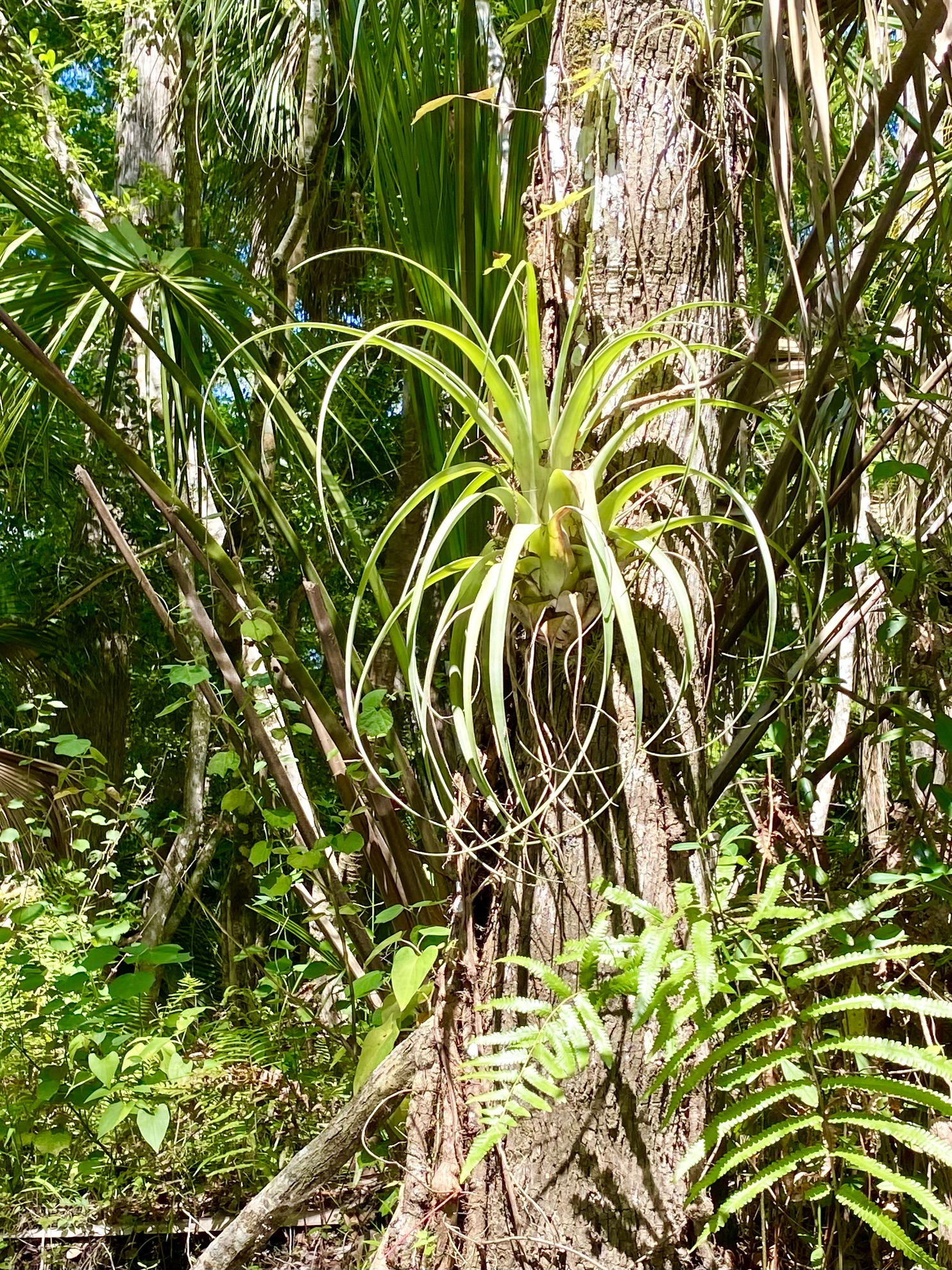 A large air plant growing high on a cypress trunk.