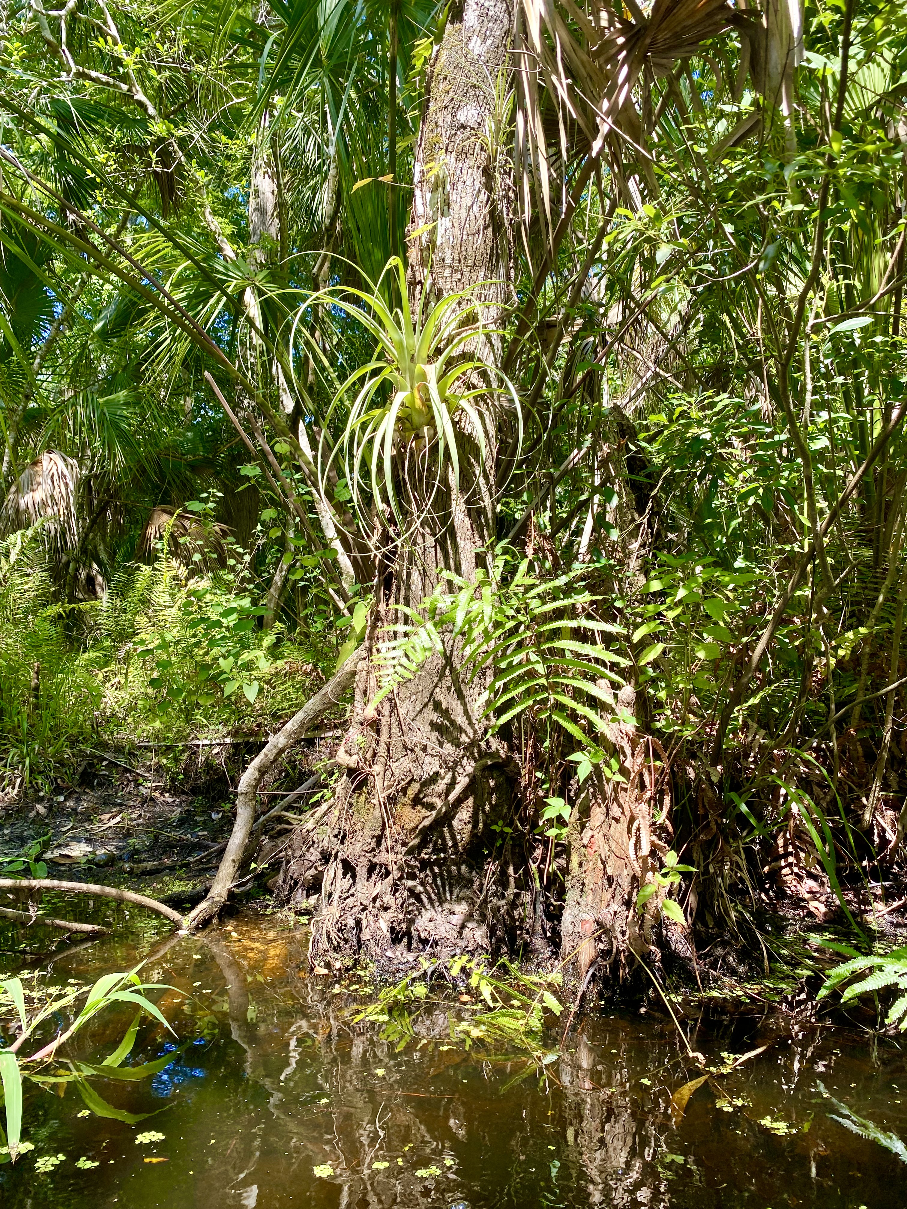Ferns and epiphytes covering trees along the saturated creek forest.