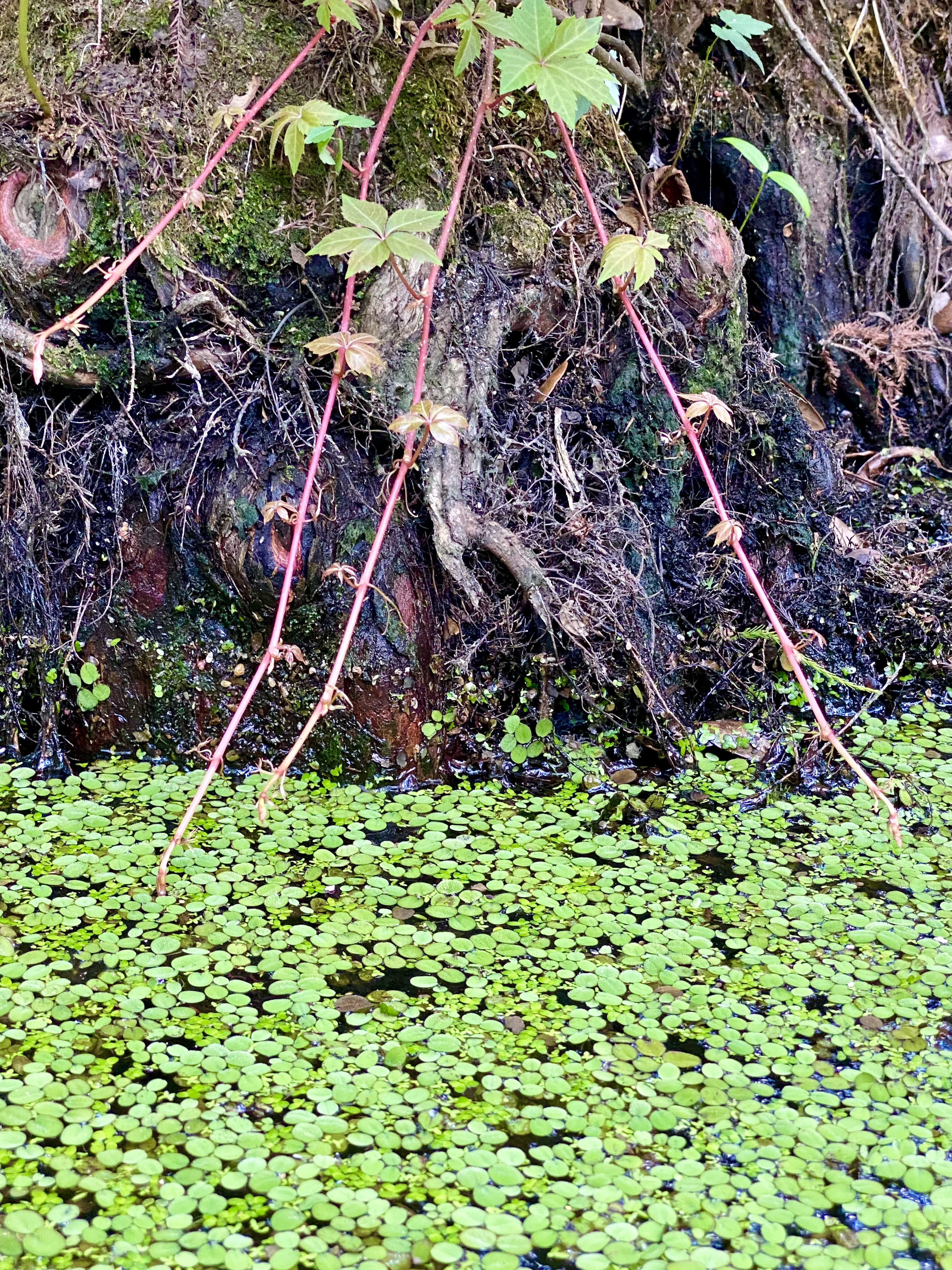 Bright green duckweed collecting along roots and the shaded creek bank.