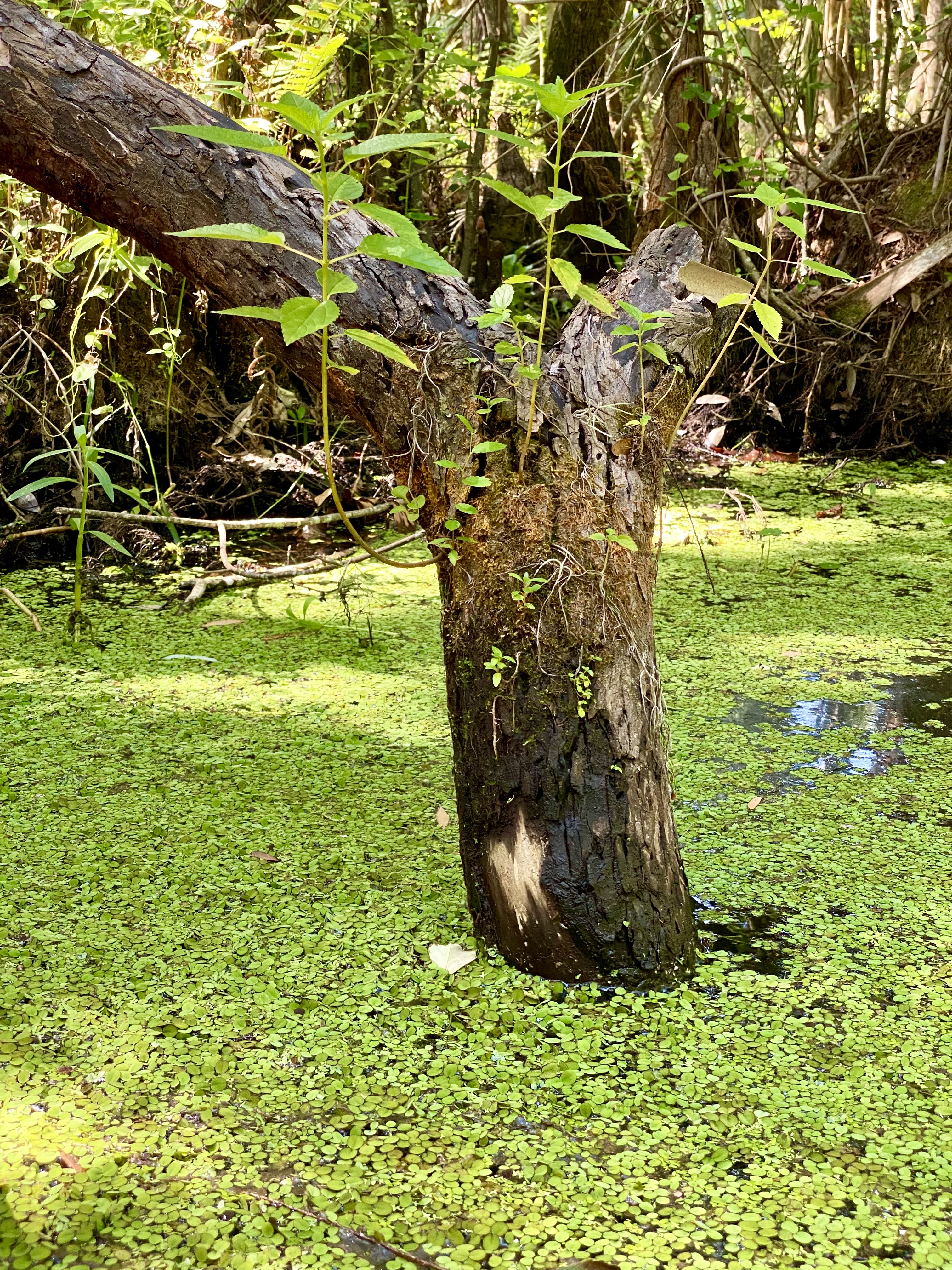 A tree trunk rising from a broad mat of floating green vegetation.
