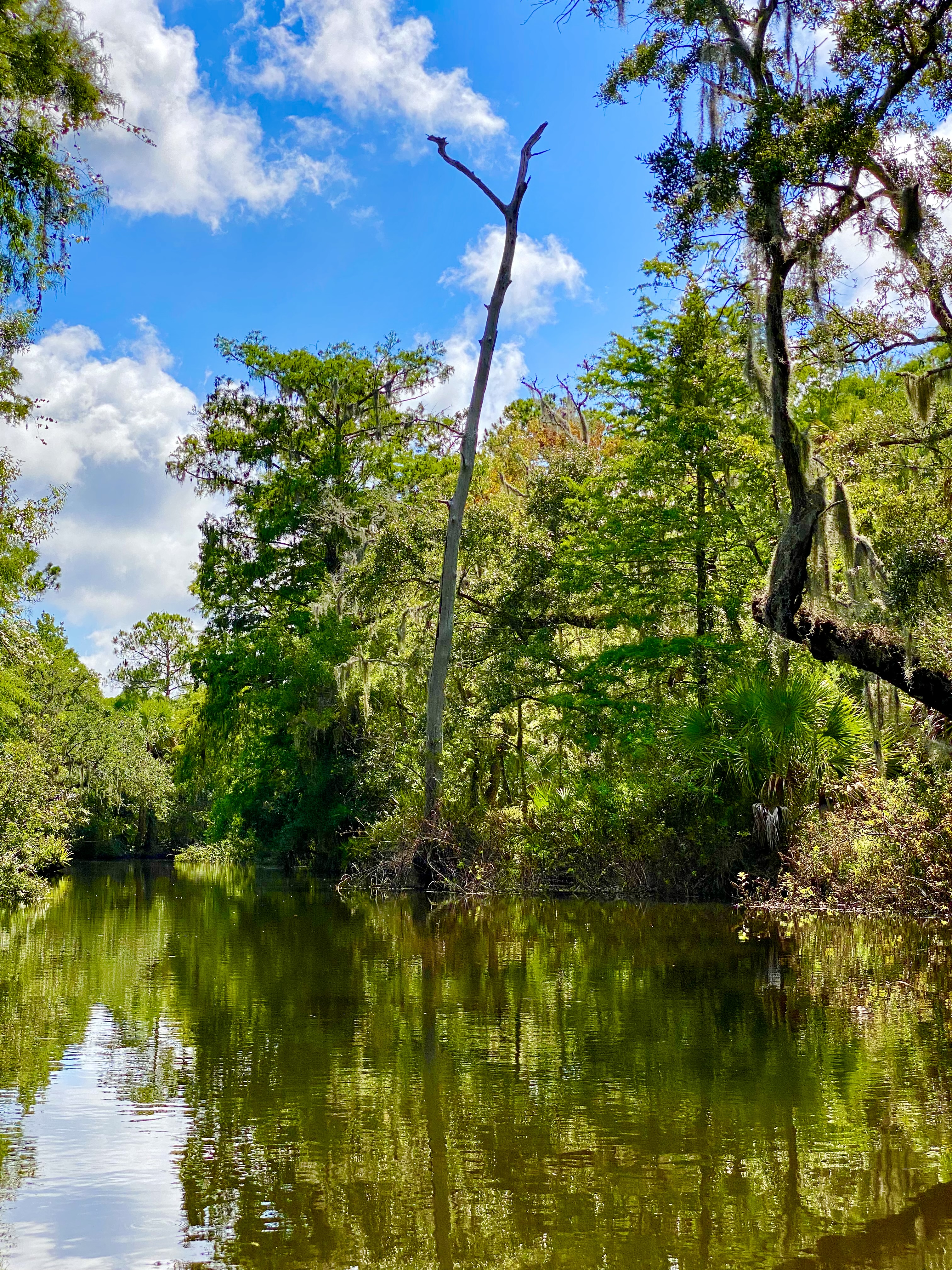 A beautiful sunlit bend where the narrow creek briefly opens beneath a bright blue sky.