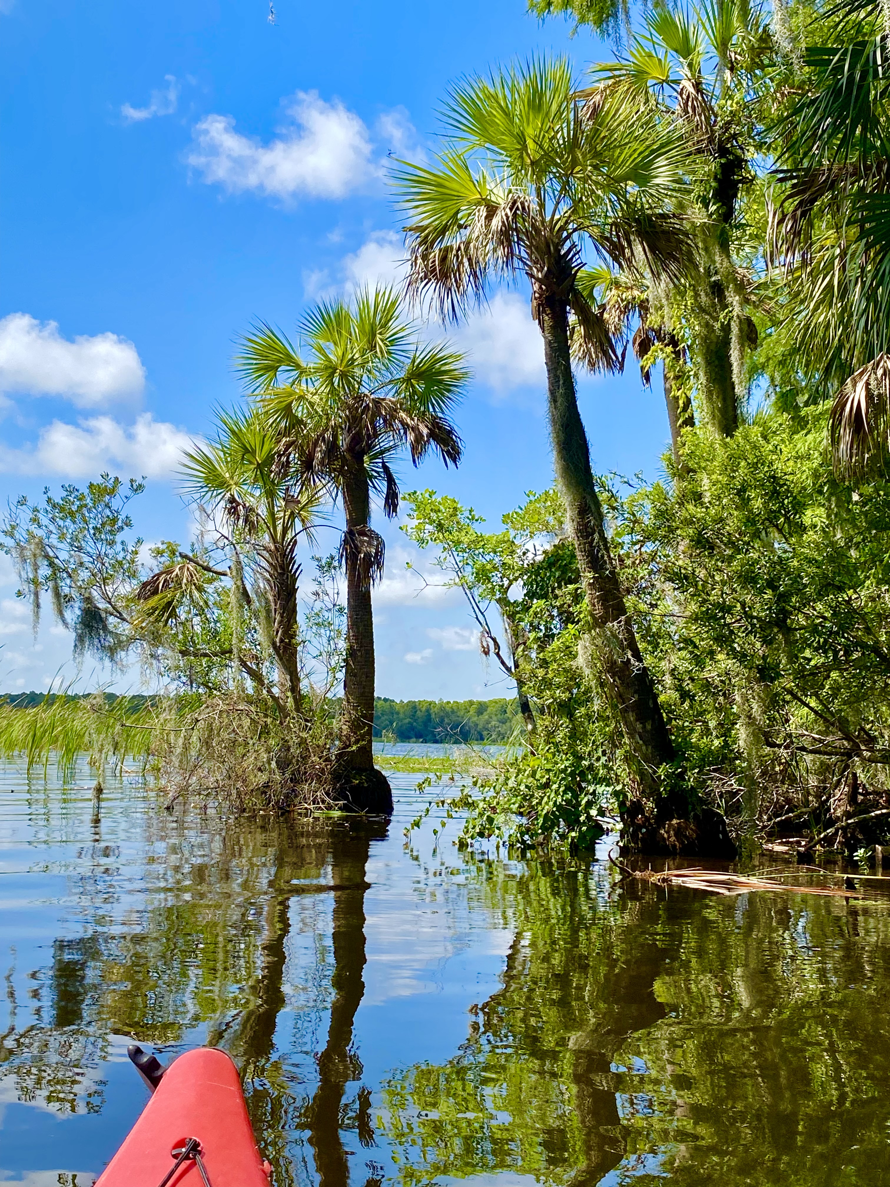 The creek widening as the paddle works back toward the open water of Lake Tarpon.