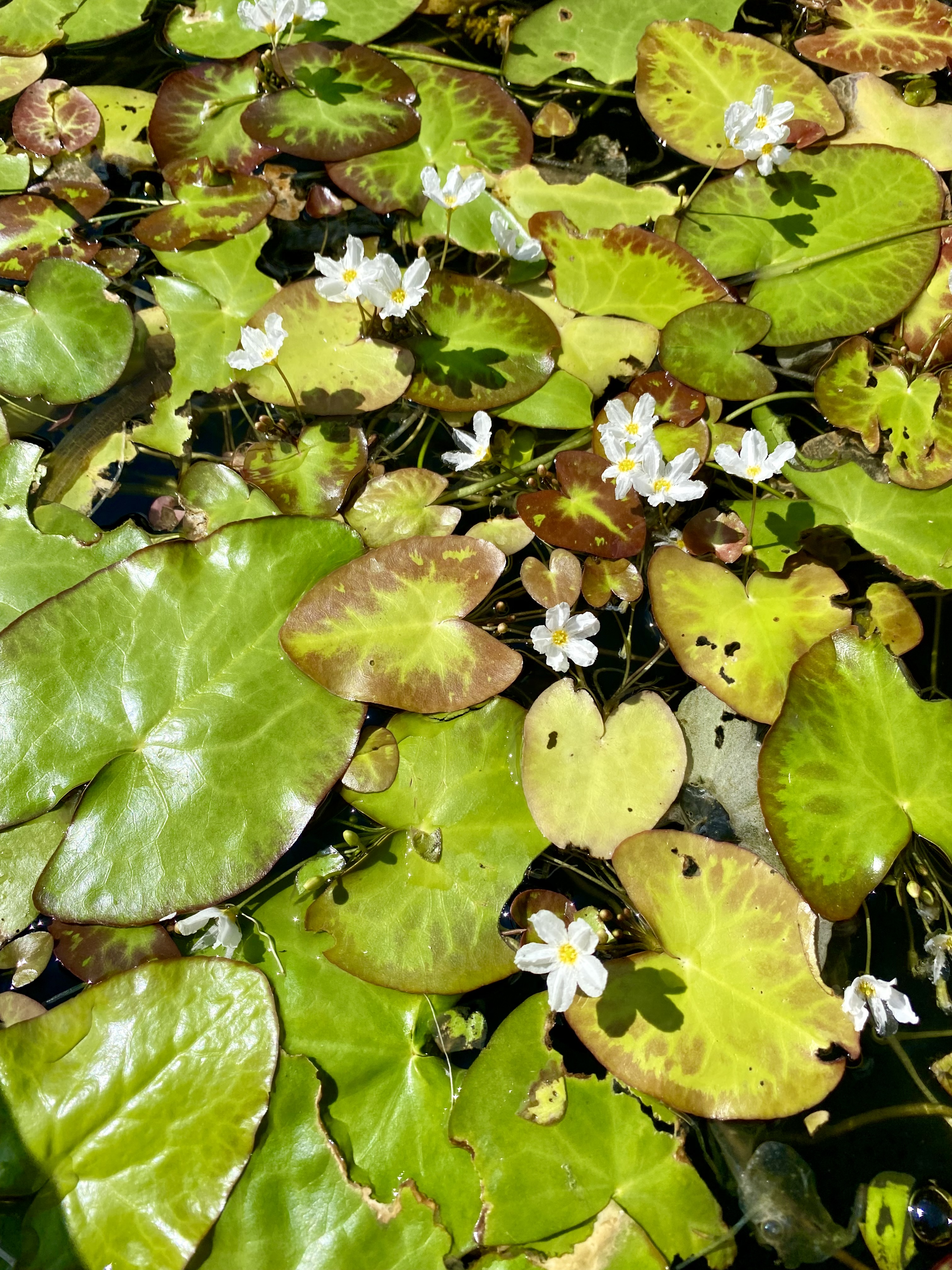 Small white flowers scattered among colorful floating leaves.