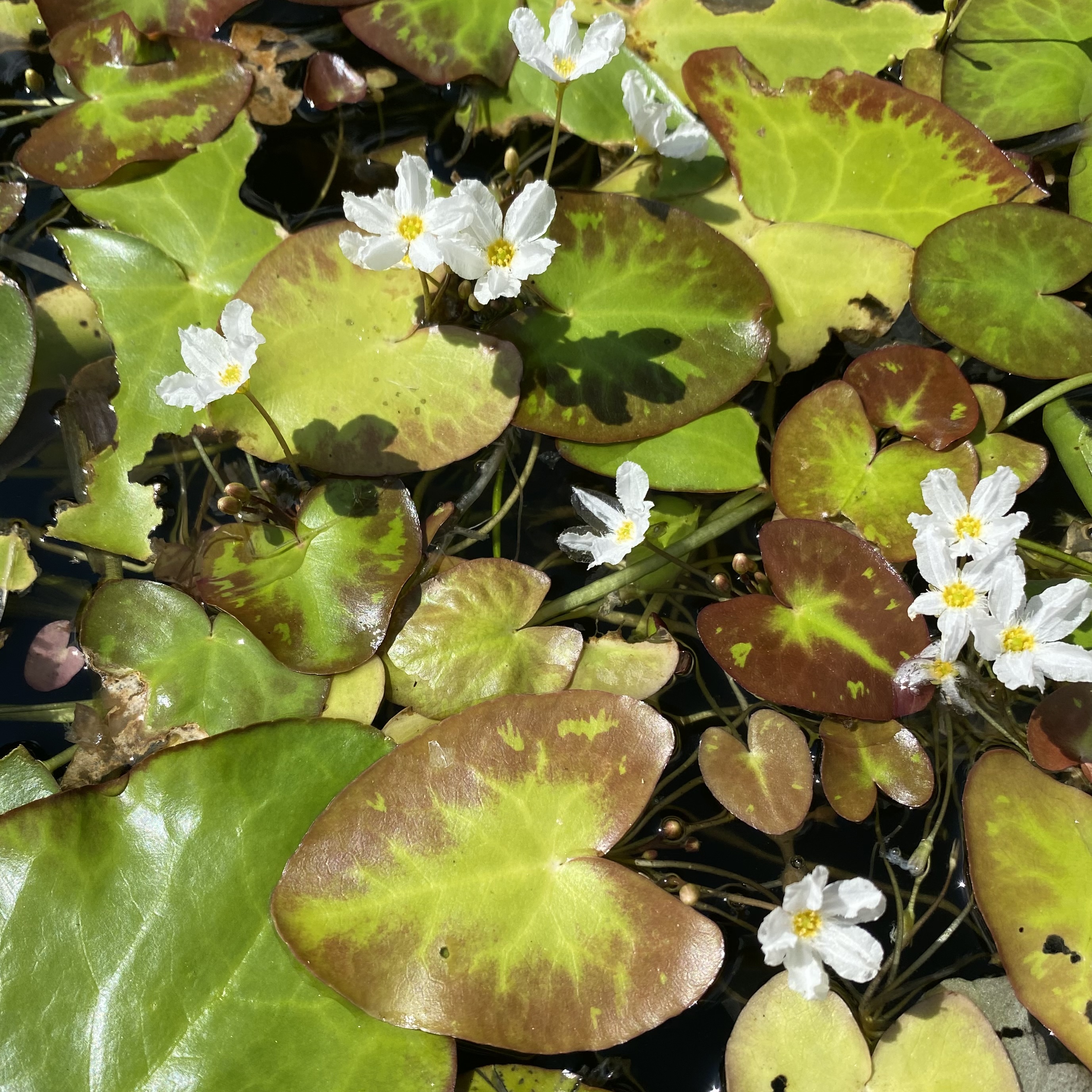 A closer look at the tiny white aquatic flowers mixed through the lily pads.