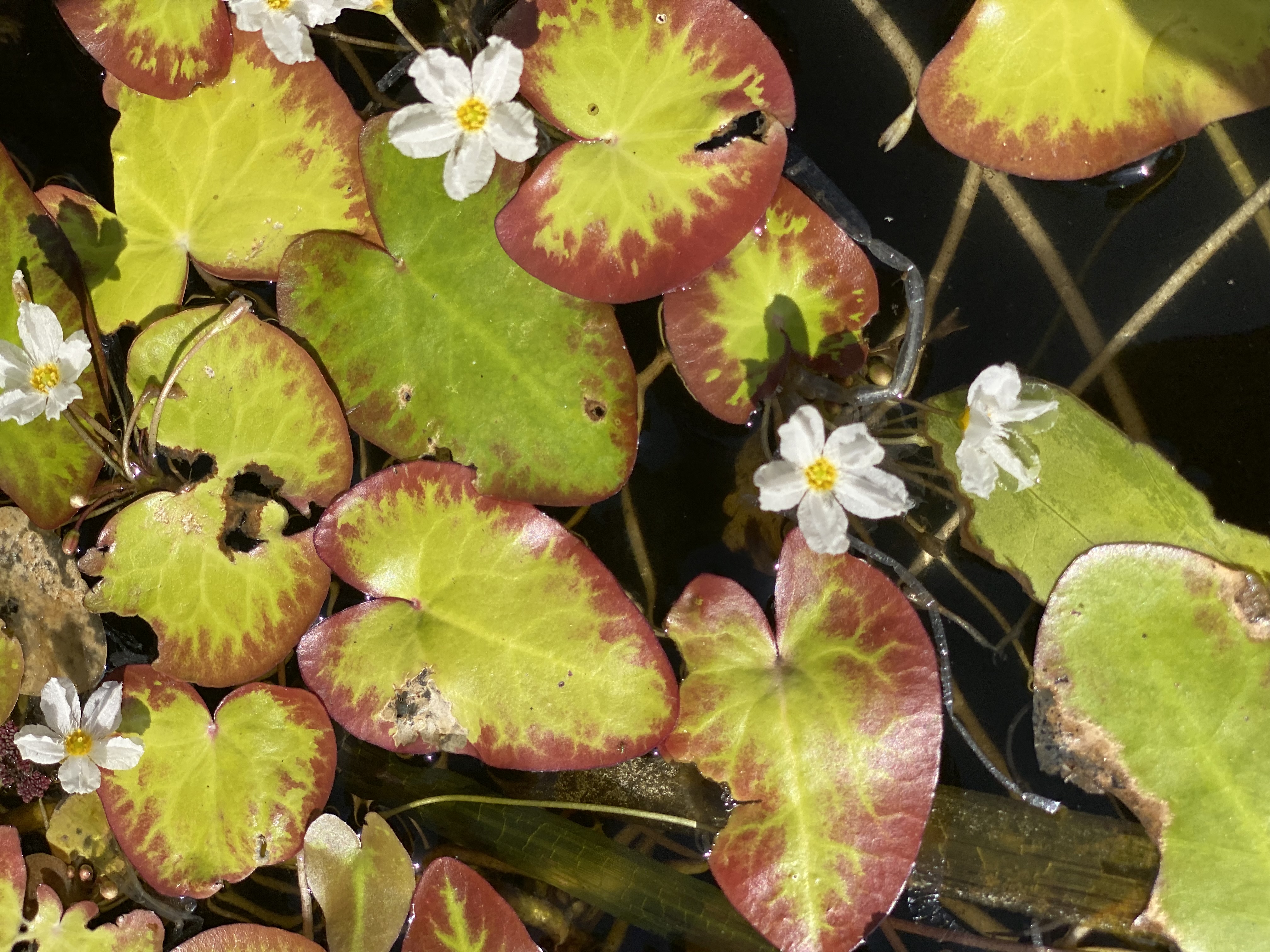 White flowers and red-edged leaves glowing in the afternoon sun.