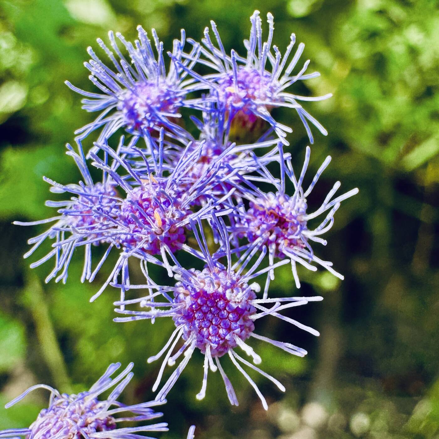 Blue mistflower blooming beside the water