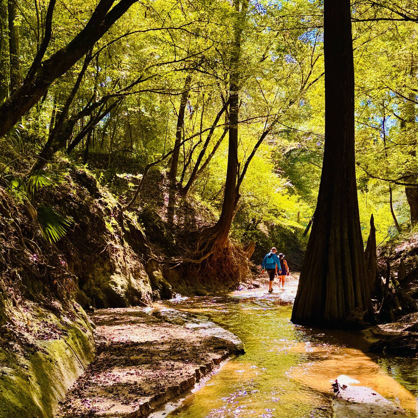 Exploring a narrow cypress-lined side creek