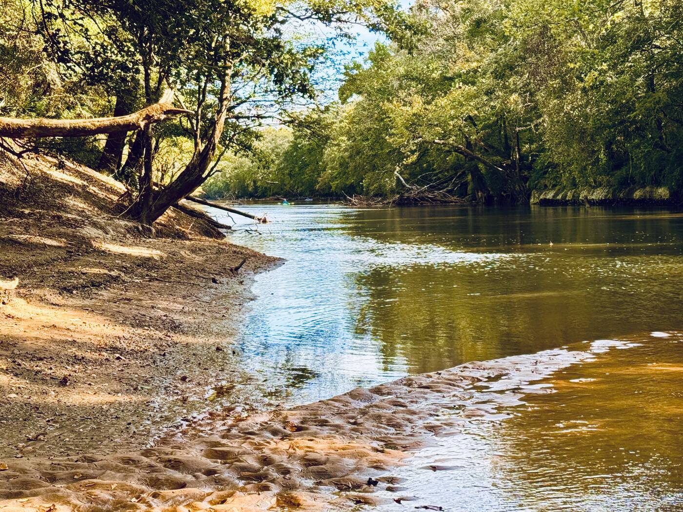 A sunlit sandy bend on the Choctawhatchee River