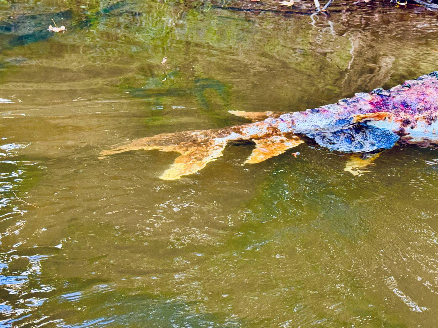 A deceased sturgeon seen along the side of the Choctawhatchee River