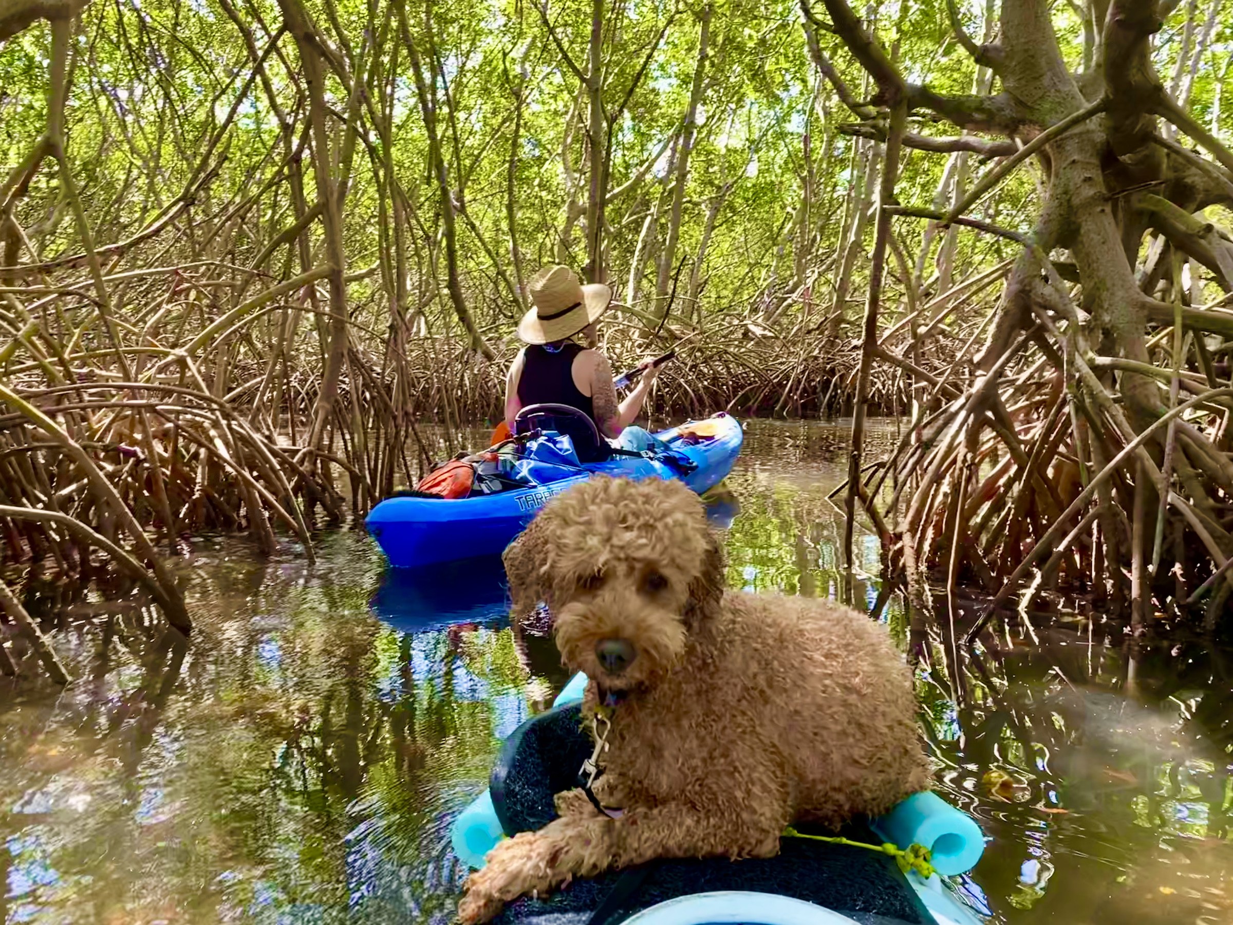 Buddyboy riding through a narrow mangrove tunnel near Gandy.
