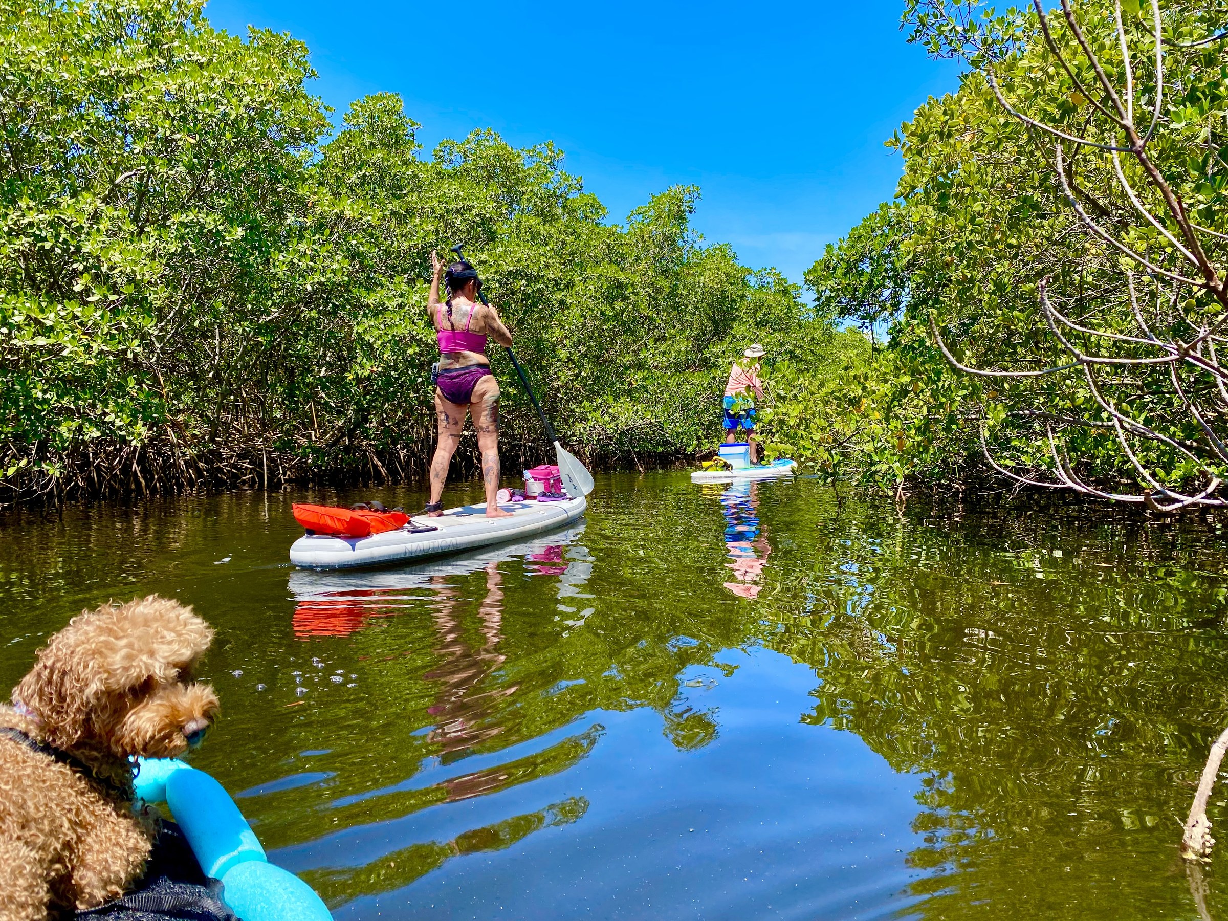 Paddlers exploring a quiet back bayou behind the mangroves.
