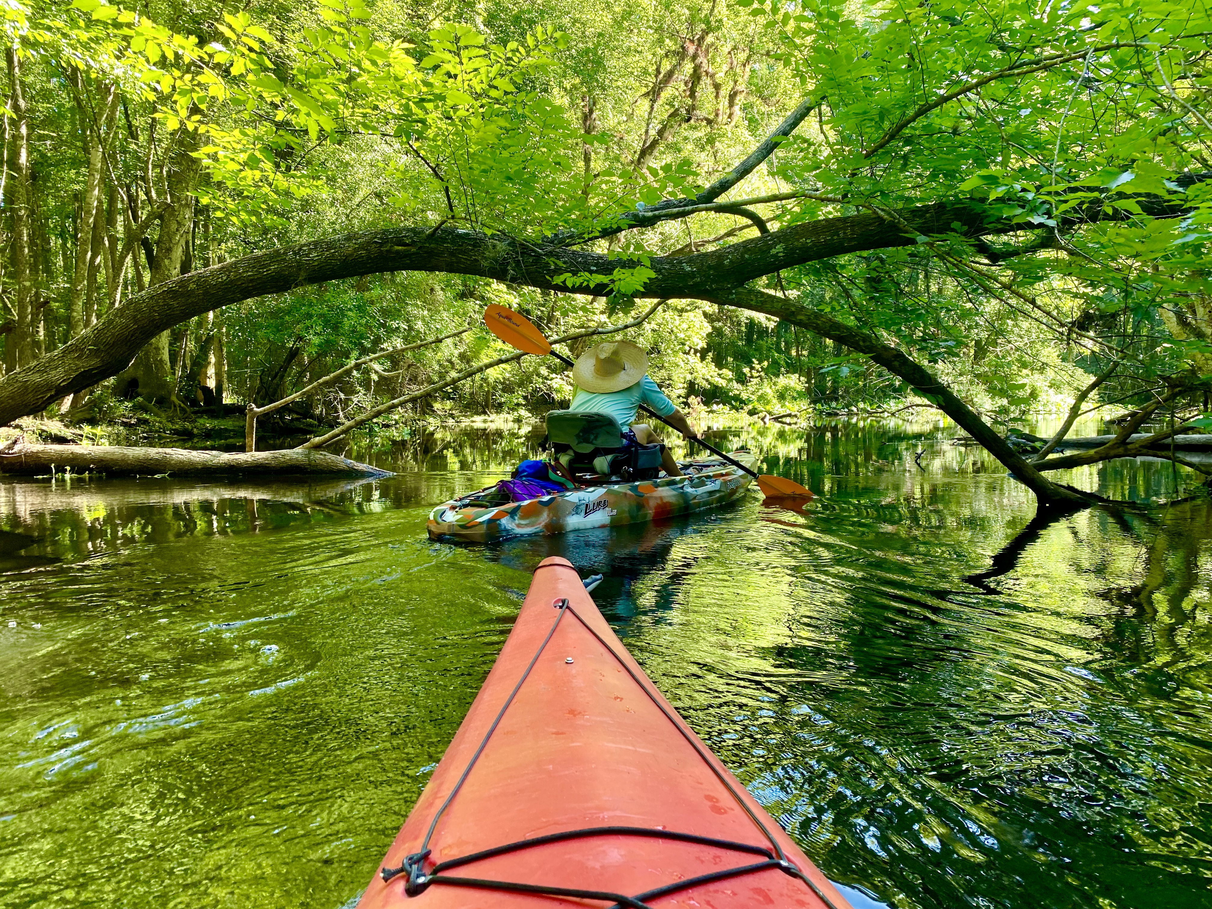 Paddlers passing beneath low overhanging limbs