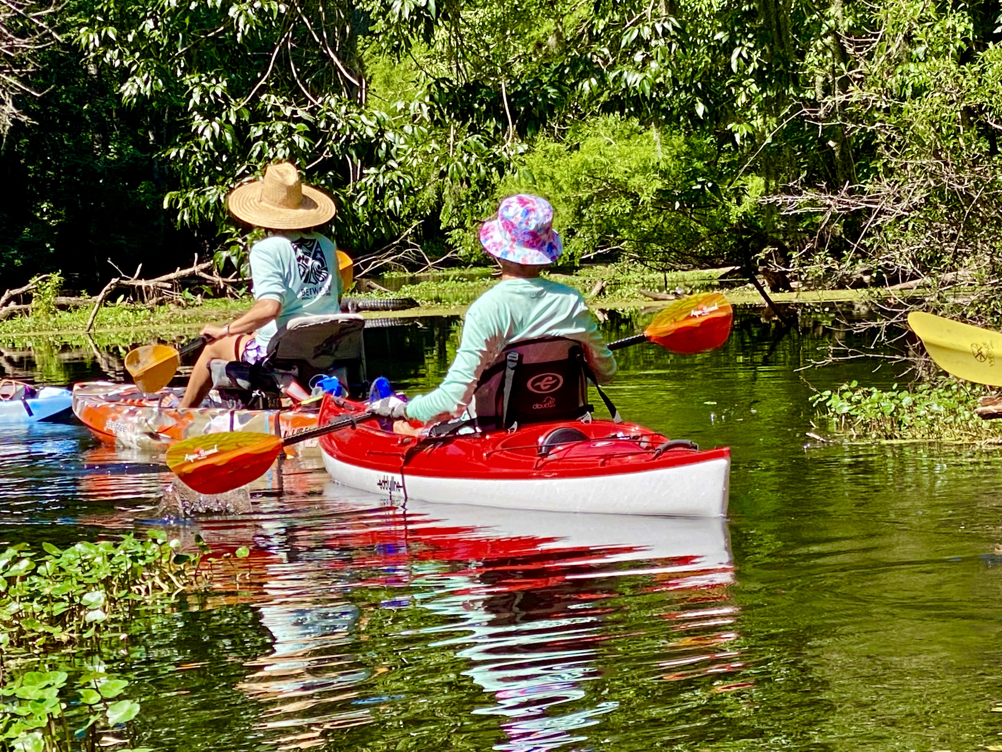 Kayakers paused together beneath the cypress canopy