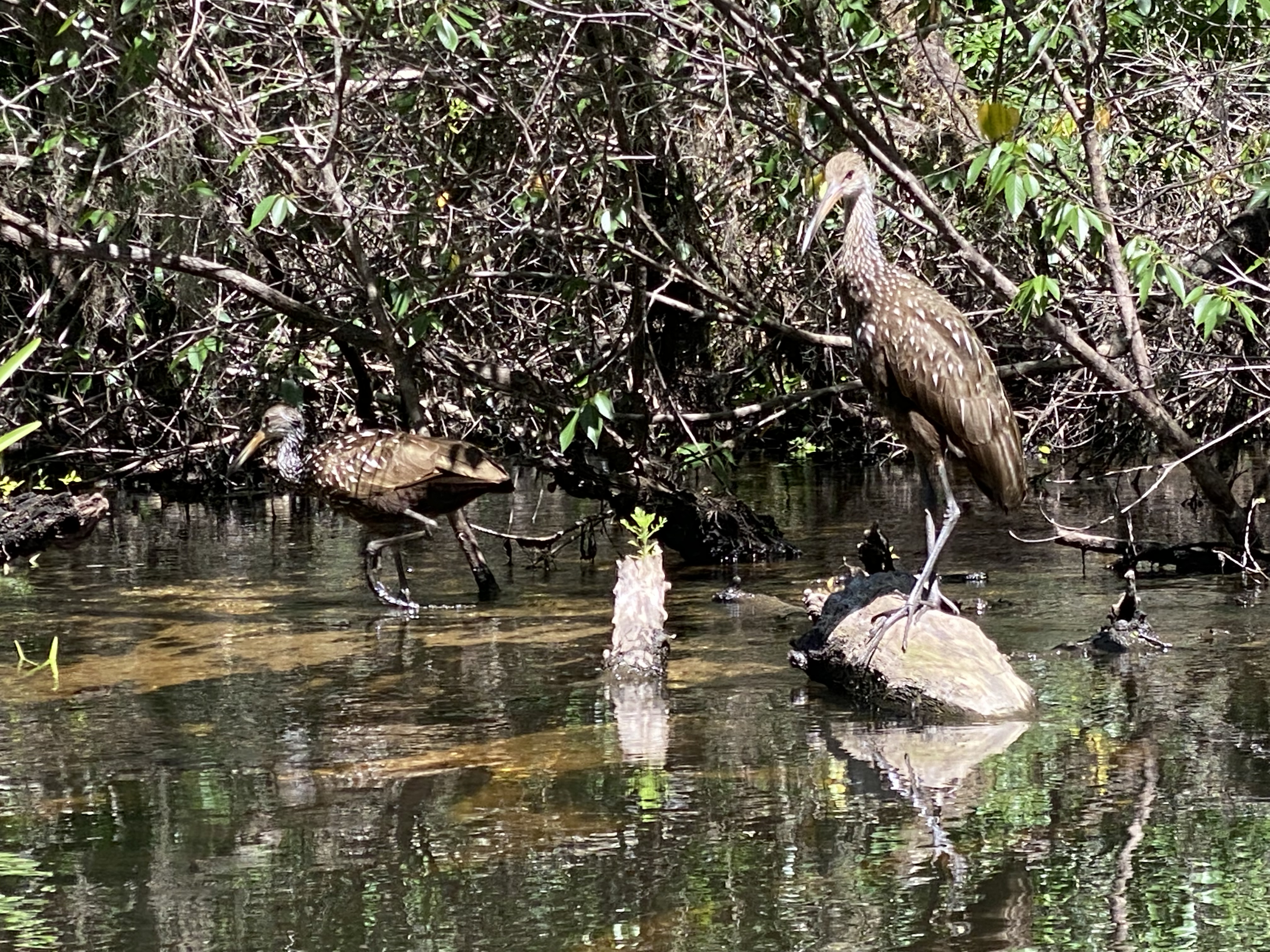Heron standing among logs along the riverbank