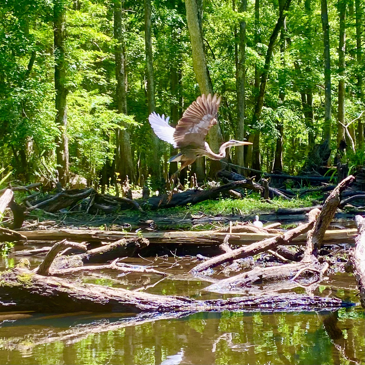 A large bird taking flight through the cypress forest
