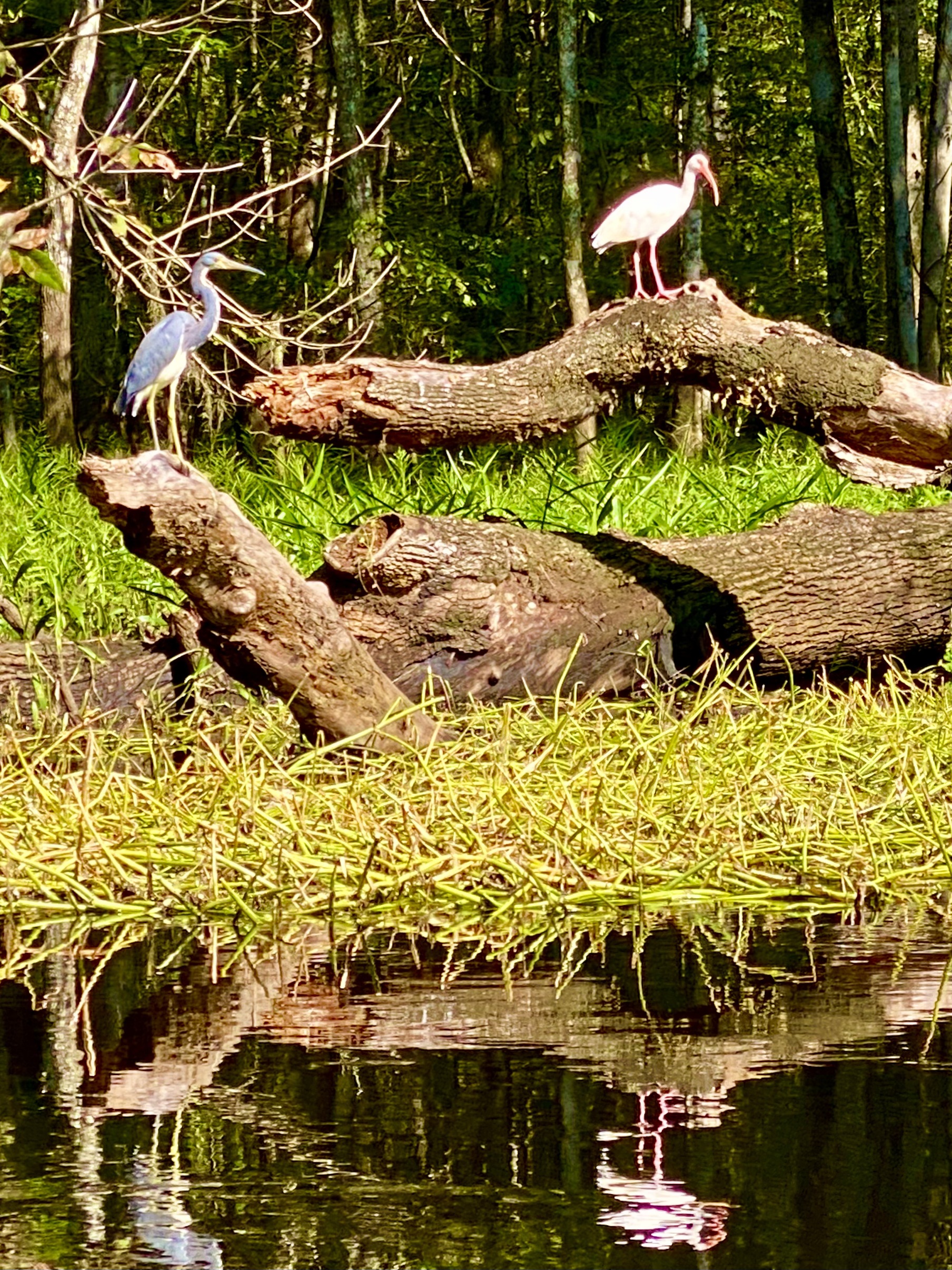 White ibis standing on a fallen log beside the Hillsborough River