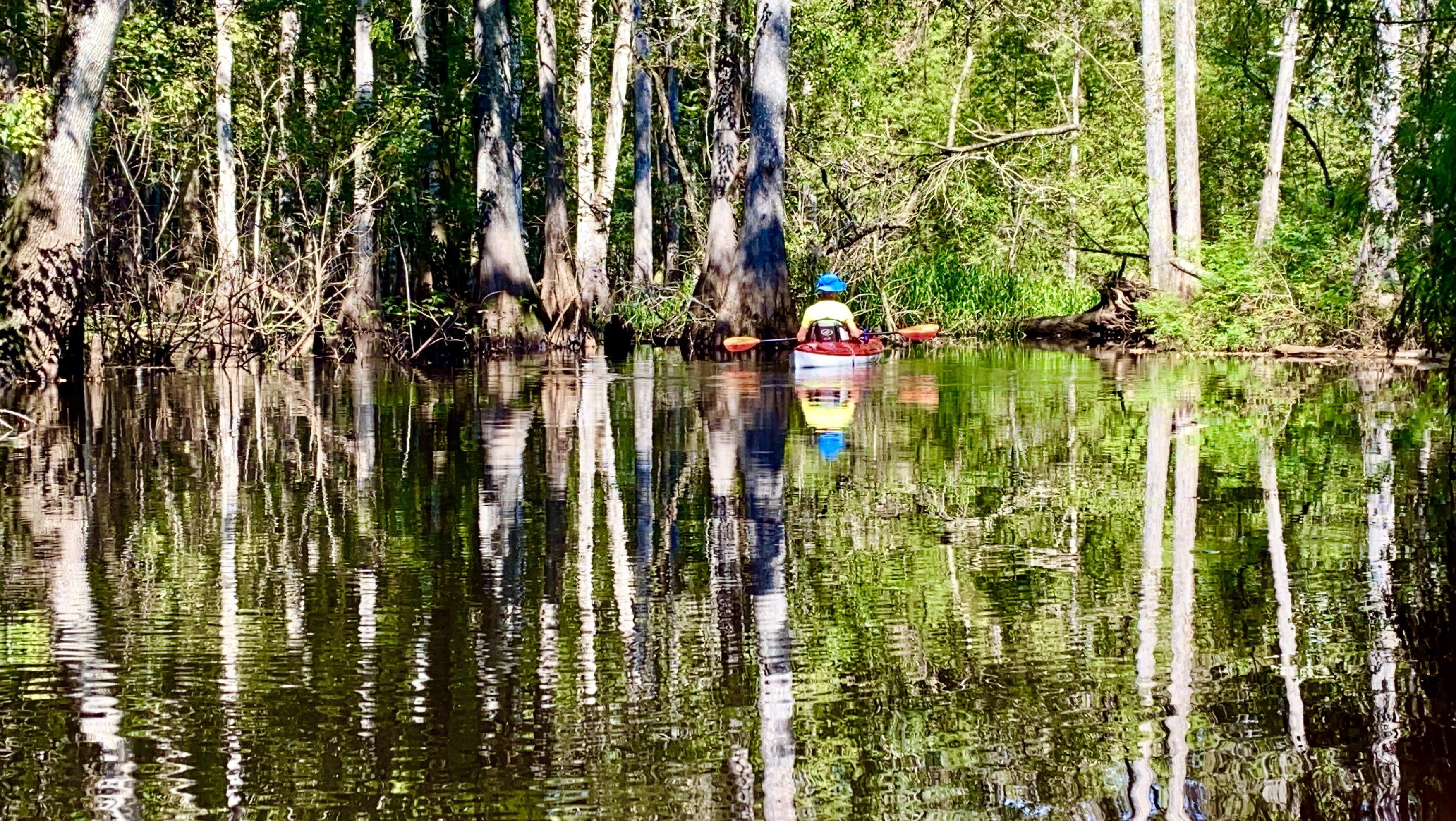 Claire paddling beneath cypress trees on the Hillsborough River