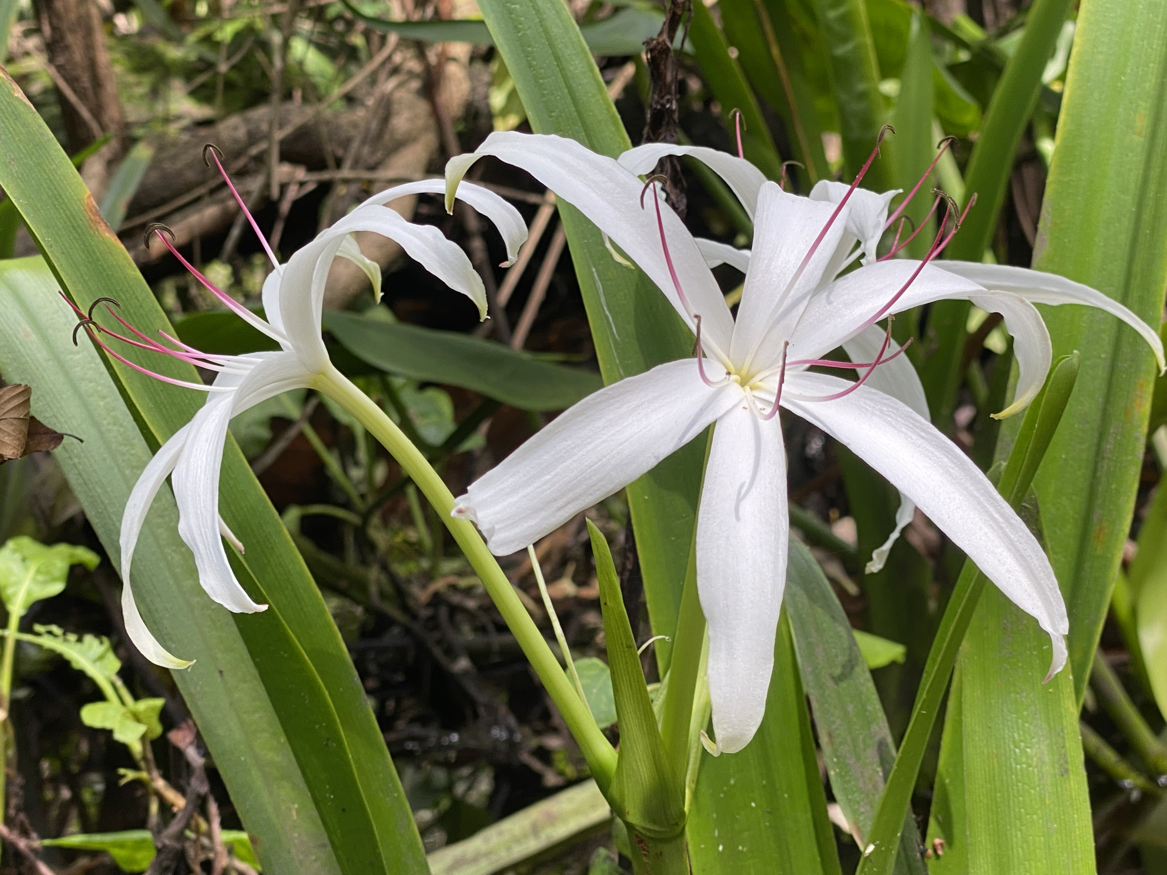 White swamp lily blooming beside the river