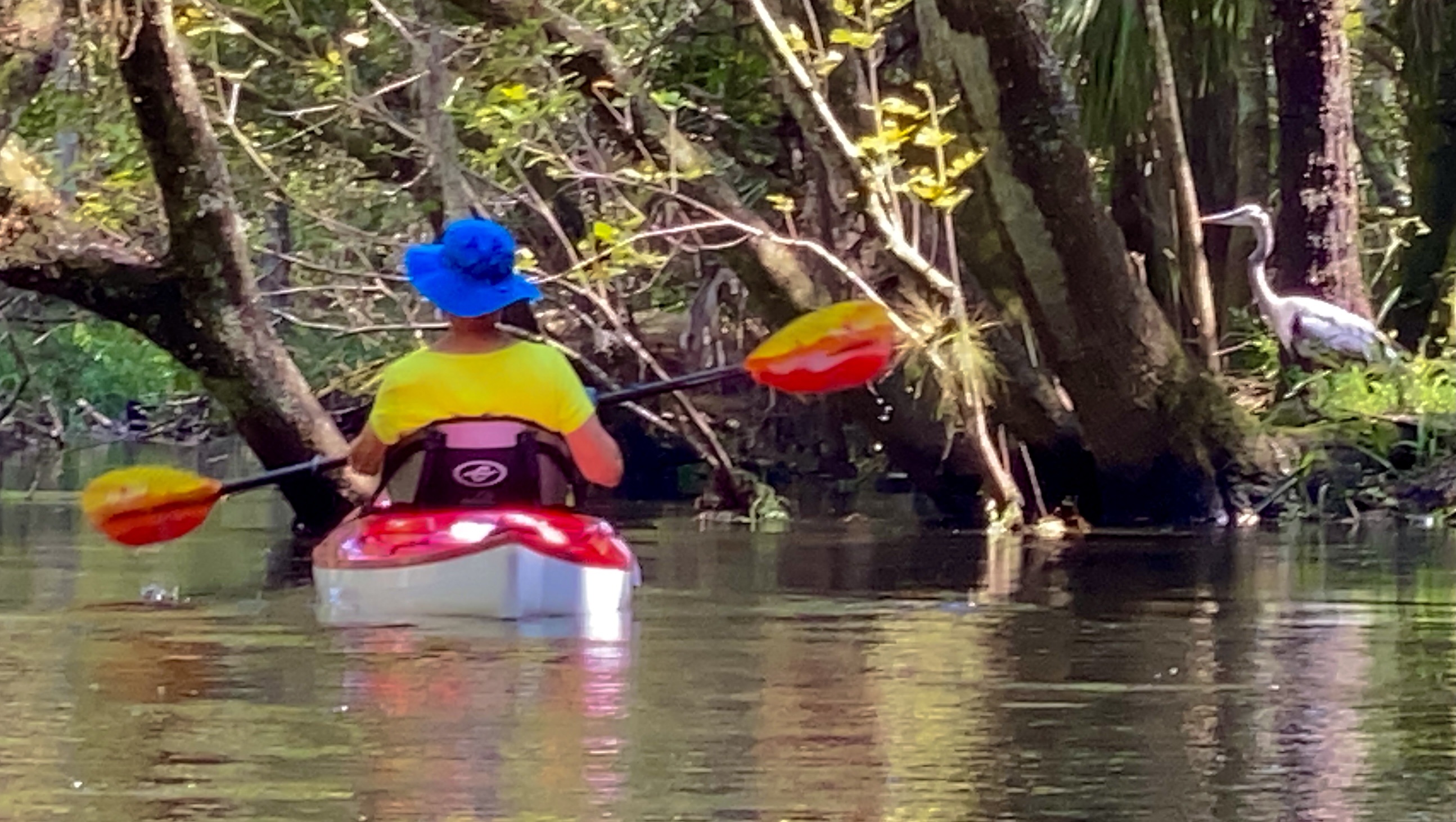 Claire kayaking past a heron on the Hillsborough River