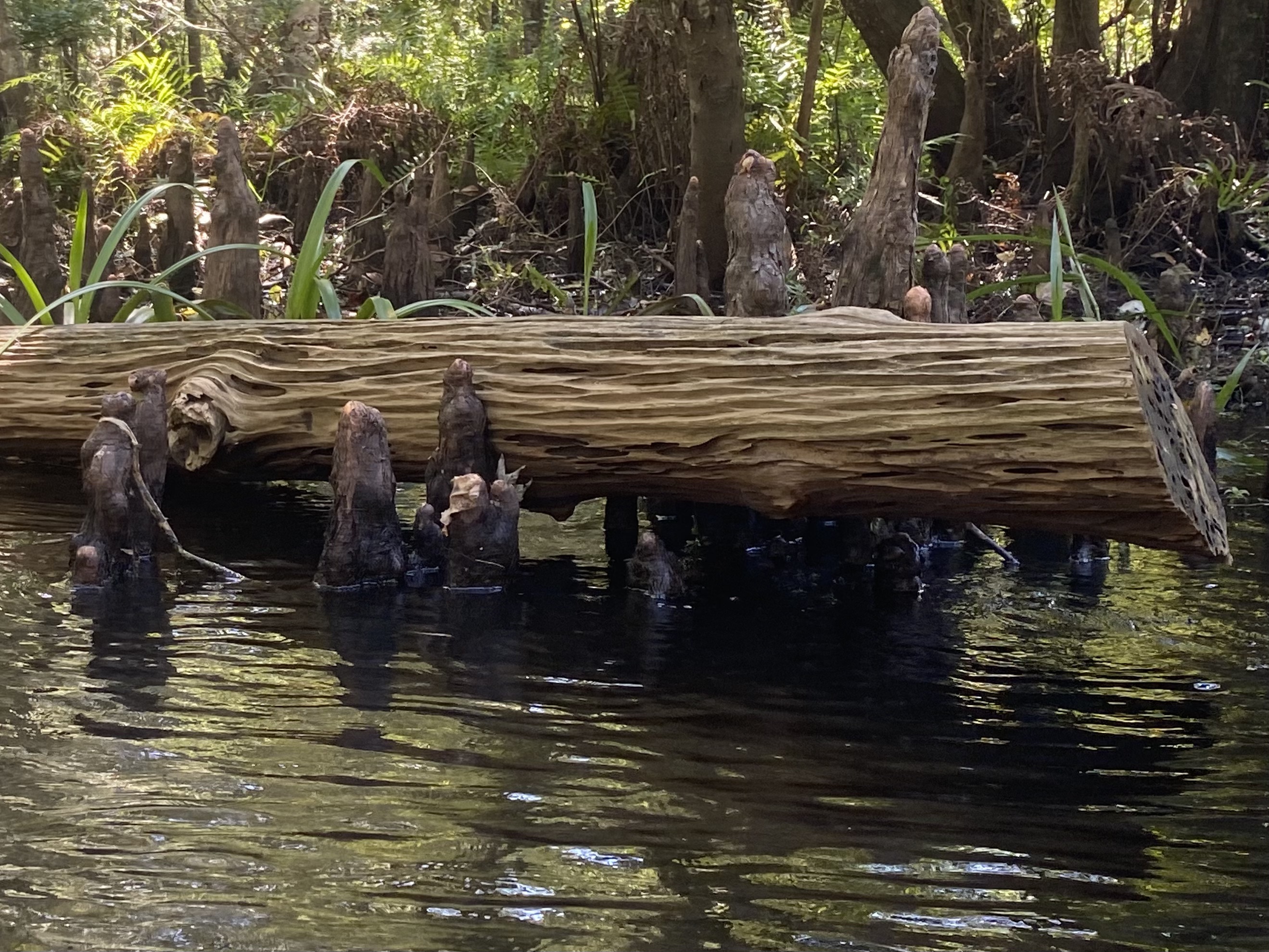 Hillsborough River paddle photo 16