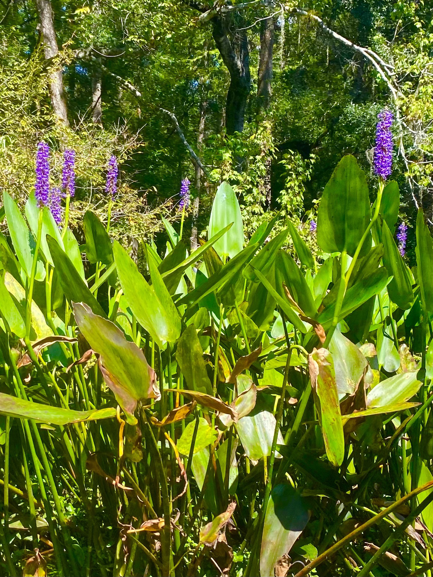 Purple wildflowers along the Hillsborough River