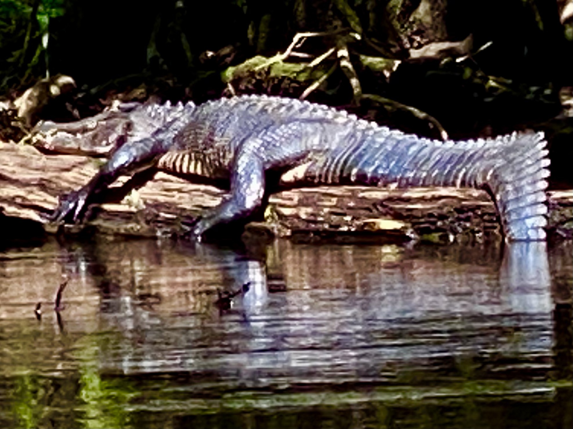 Alligator resting on a log