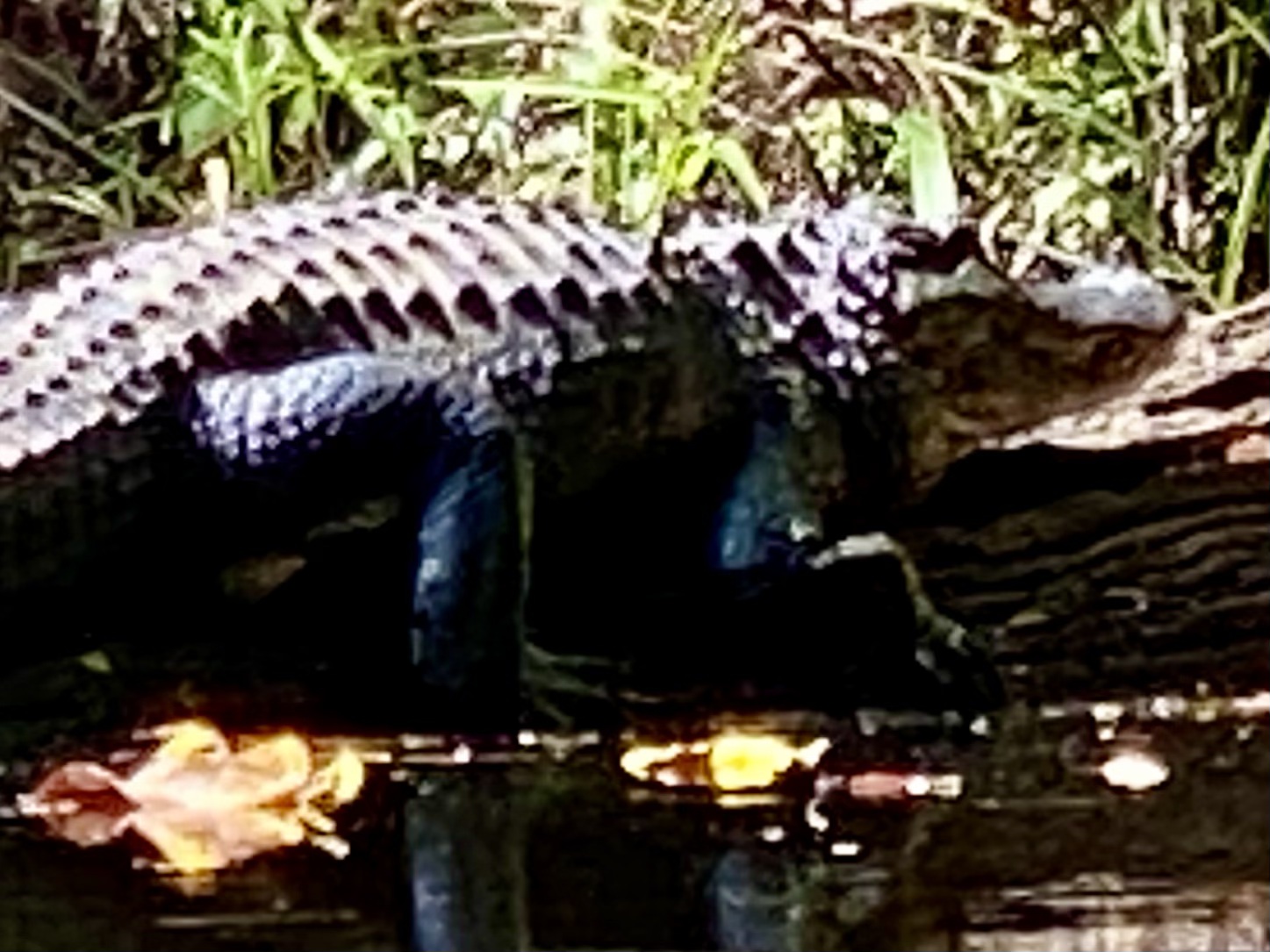 Alligator beside a fallen log