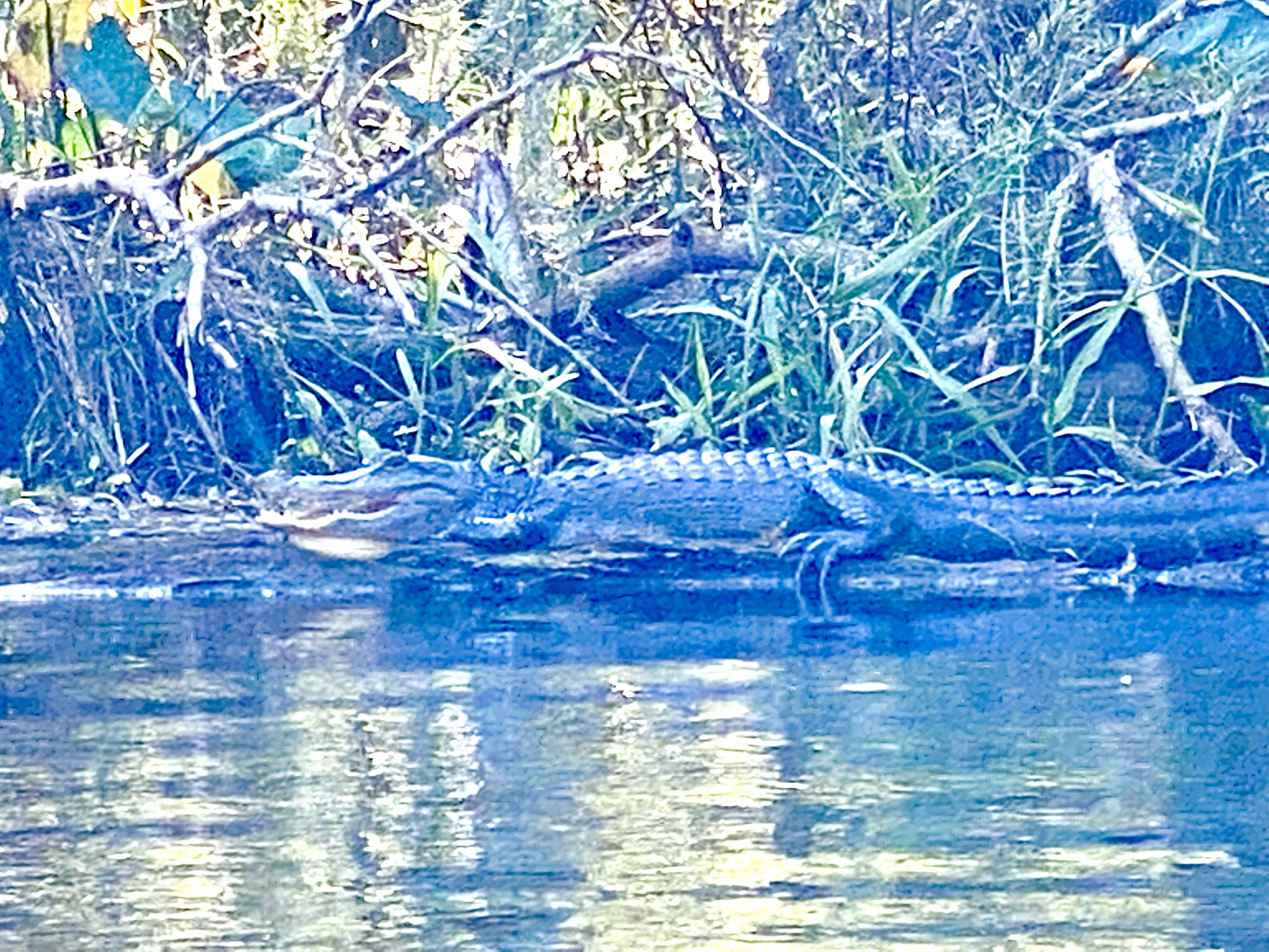 Alligator resting along the Hillsborough River bank