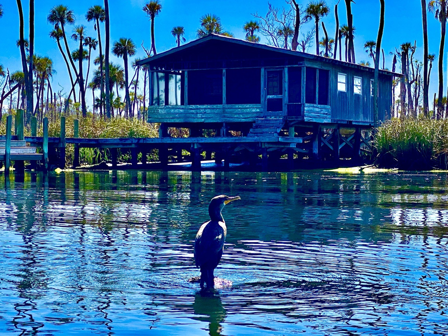 An anhinga drying off near one of the river houses—a classic Chassahowitzka wildlife sight.