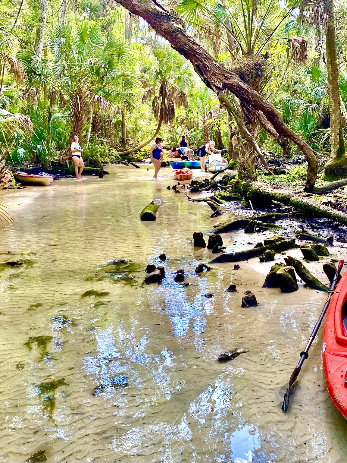 Clear water, limestone, roots and overhanging forest along one of the Chaz's intimate side creeks.