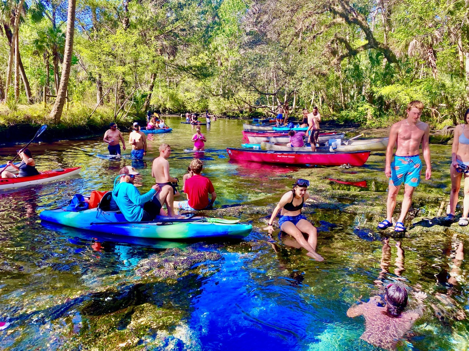 The group swimming and wading in the clear spring water with kayaks pulled in around the edge.